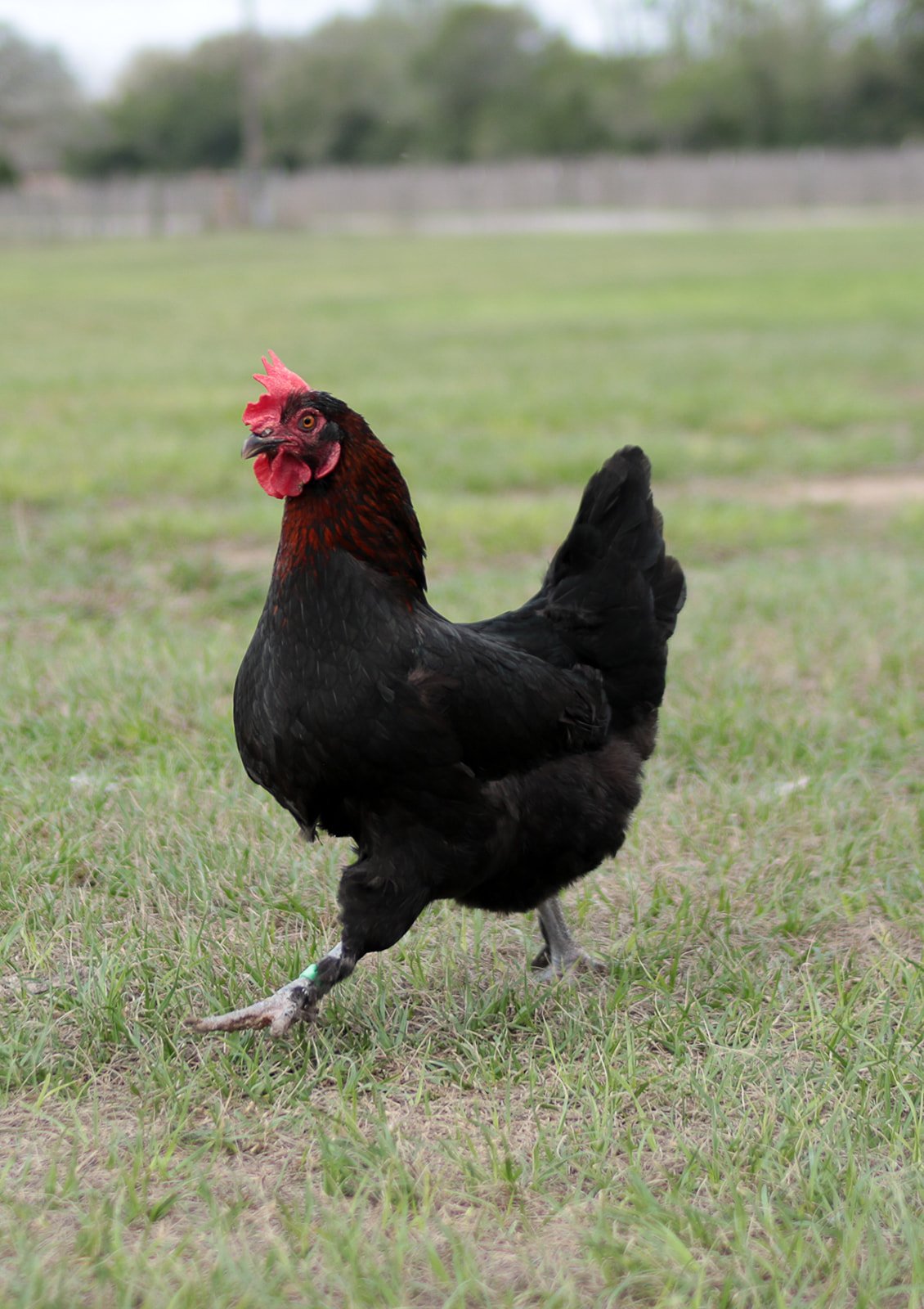 A black rooster with a red comb and wattles standing on grass in an outdoor area.