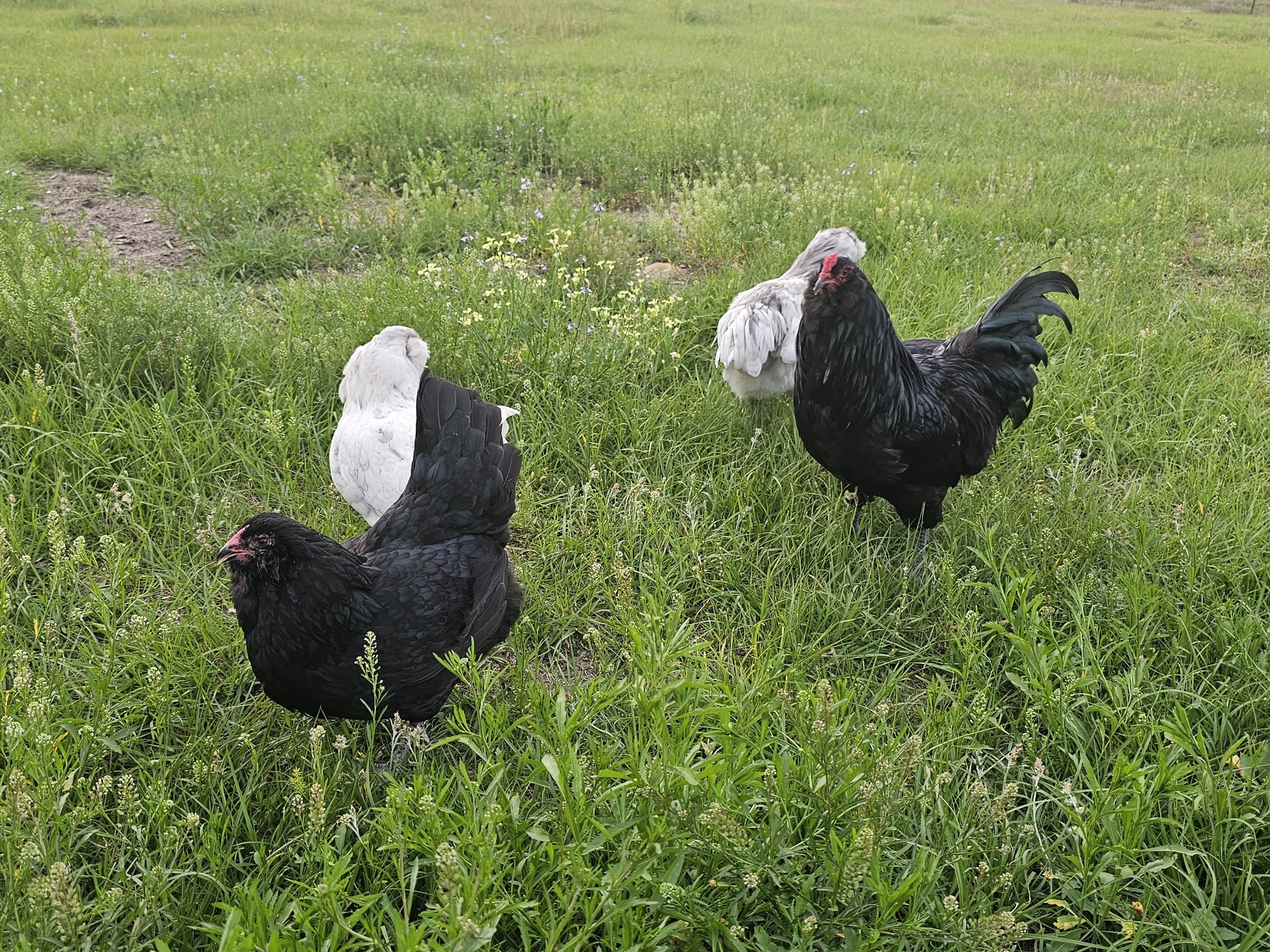 Several chickens of different colors, including black, white, and gray, standing in a grassy field with wildflowers and a dirt path.