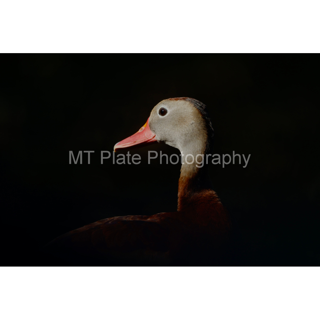 image_original_f7c6b1ca1fe2e3bcb826035f01cb0583.png