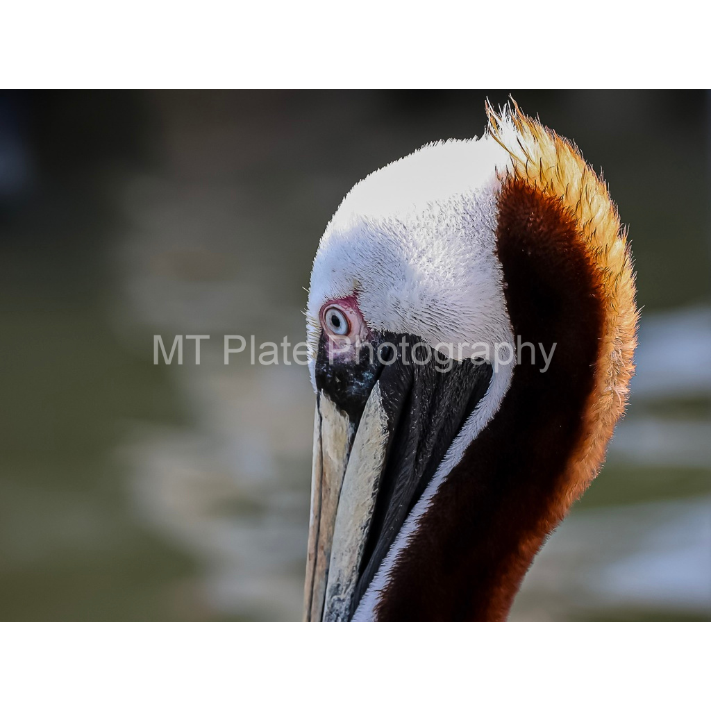 image_original_f7c6b1ca1fe2e3bcb826035f01cb0583.png