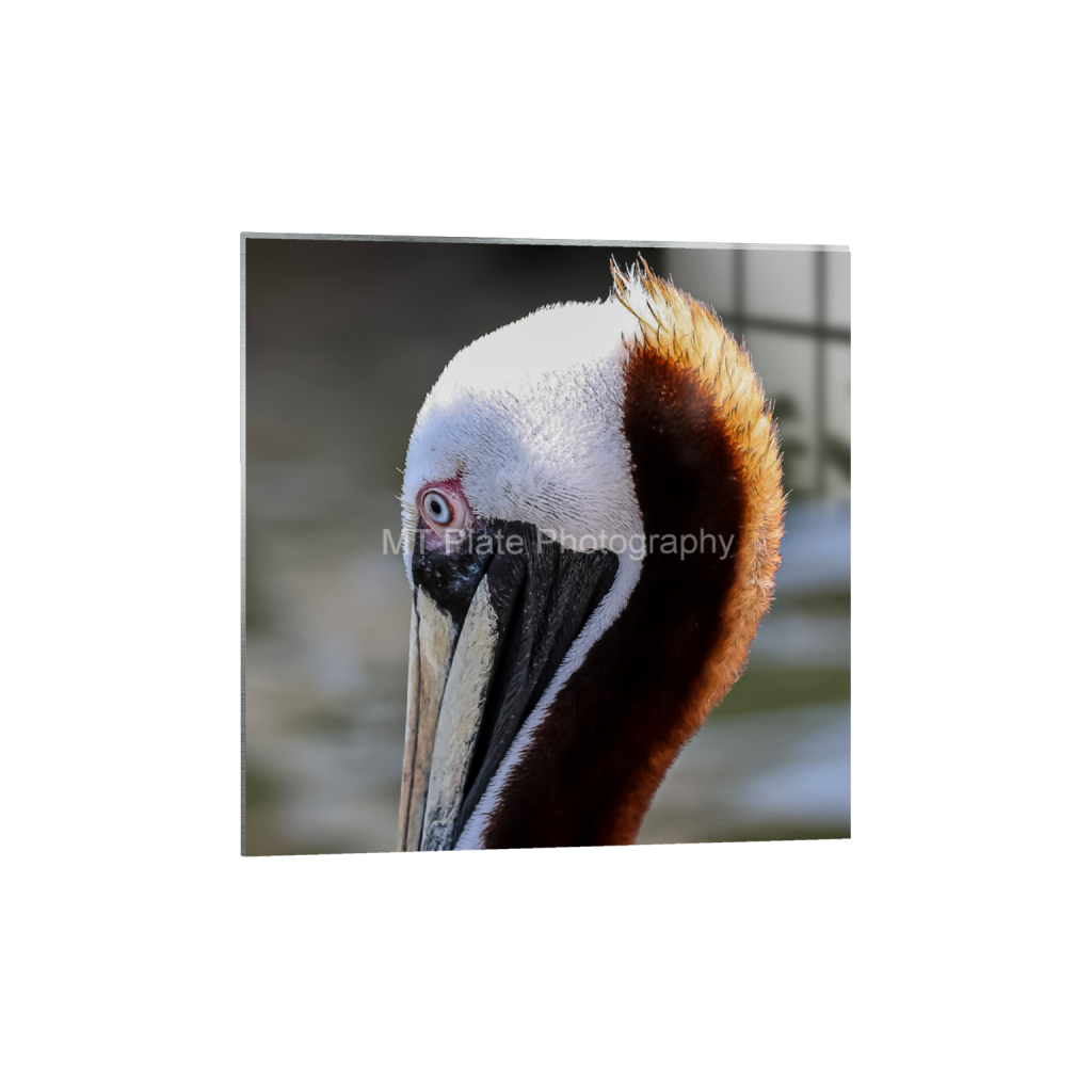 ptq_13_0_518_0_1572_1572_0_false_ffffff_0_0_f7c6b1ca1fe2e3bcb826035f01cb0583.png