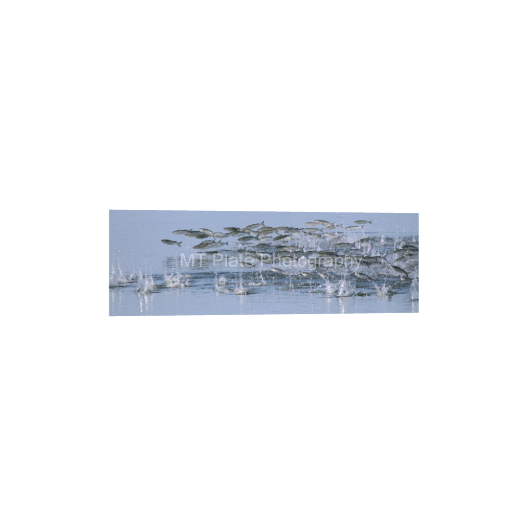 ptq_1_2_0_1620_6000_2000_0_false_ffffff_0_0_f7c6b1ca1fe2e3bcb826035f01cb0583.png