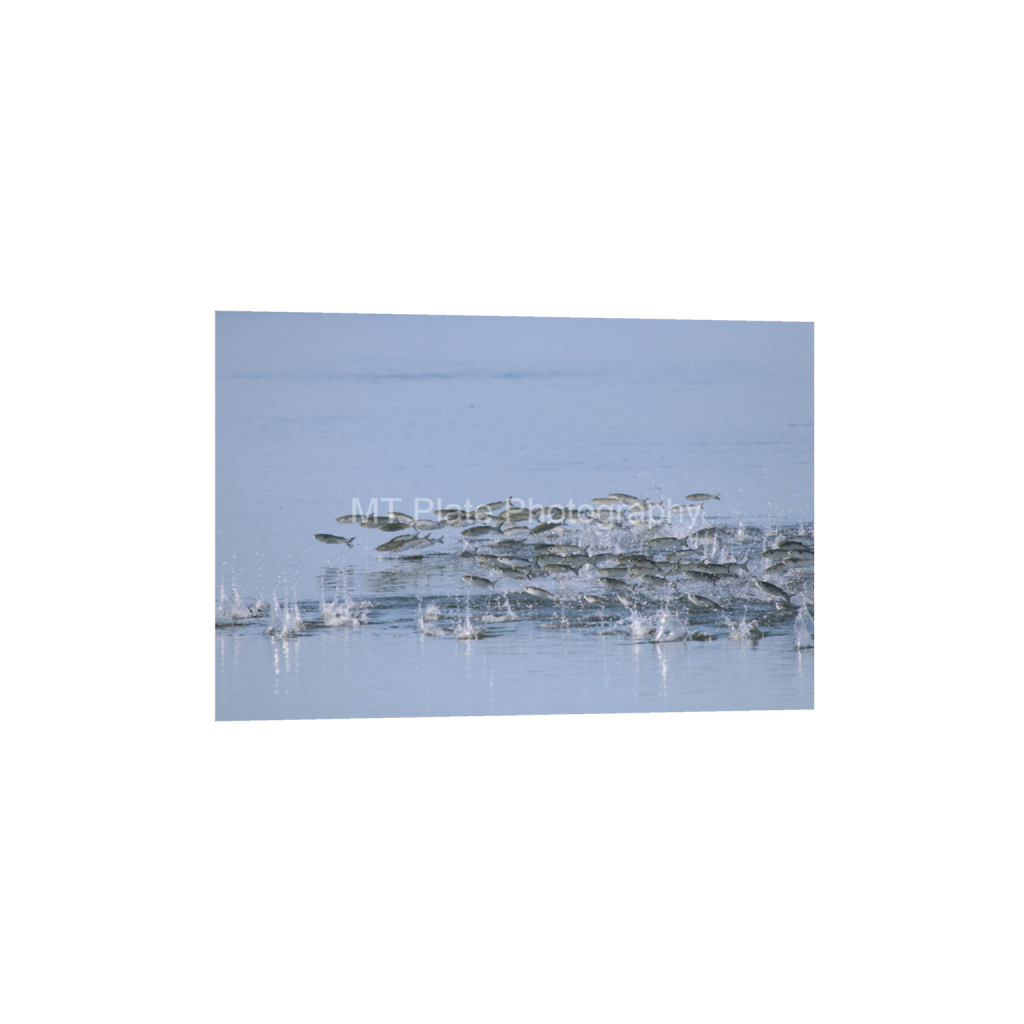 ptq_1_3_0_0_6000_4000_0_false_ffffff_0_0_f7c6b1ca1fe2e3bcb826035f01cb0583.png