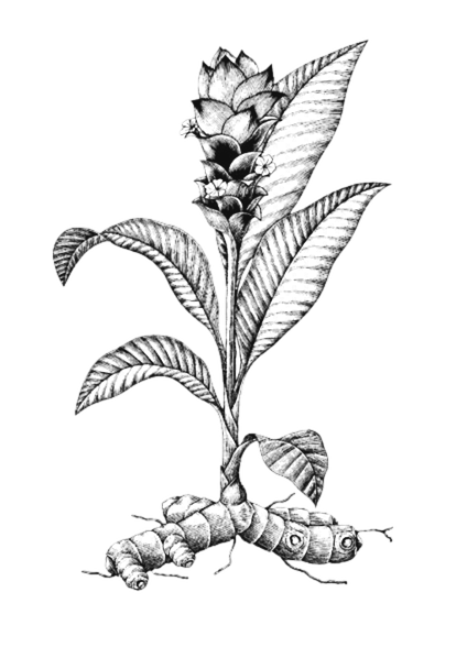 Black and white drawing of a Turmeric with leaves, flowers, and a caterpillar on the stem.