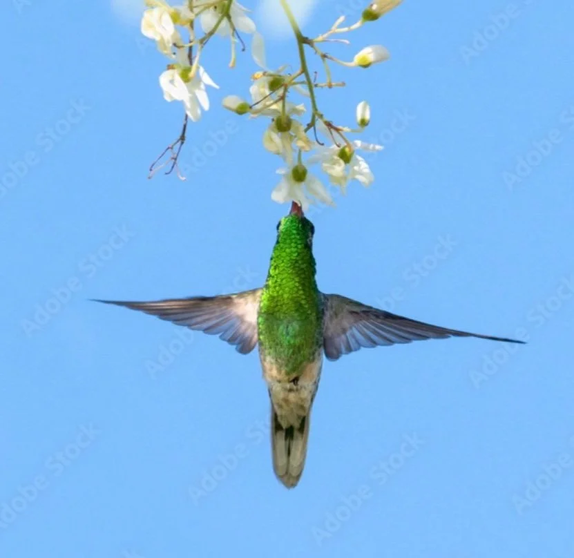 Moringa Hummingbird