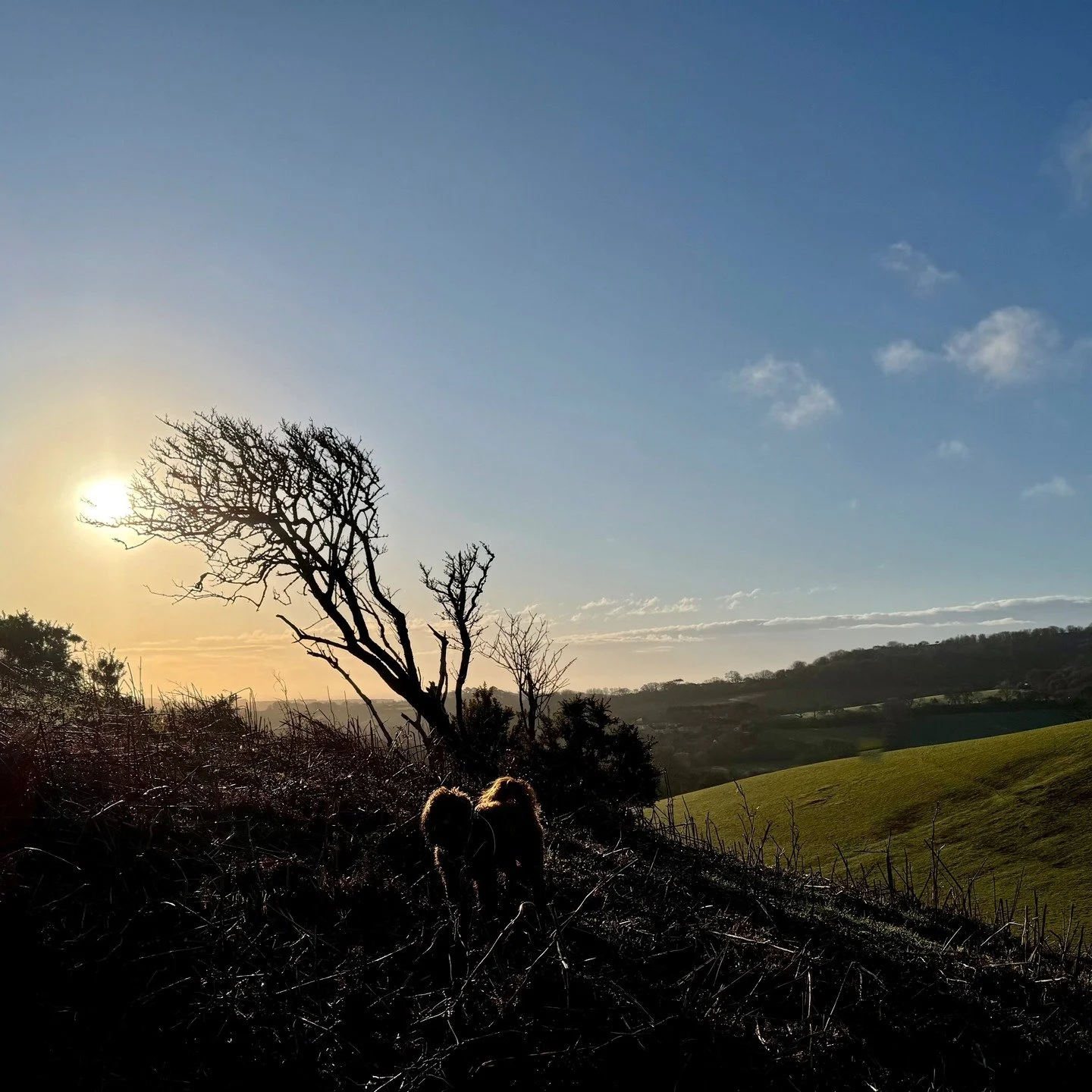 Was wonderful to walk in the sun after so much rain. Love this Colmer's Hill walk!