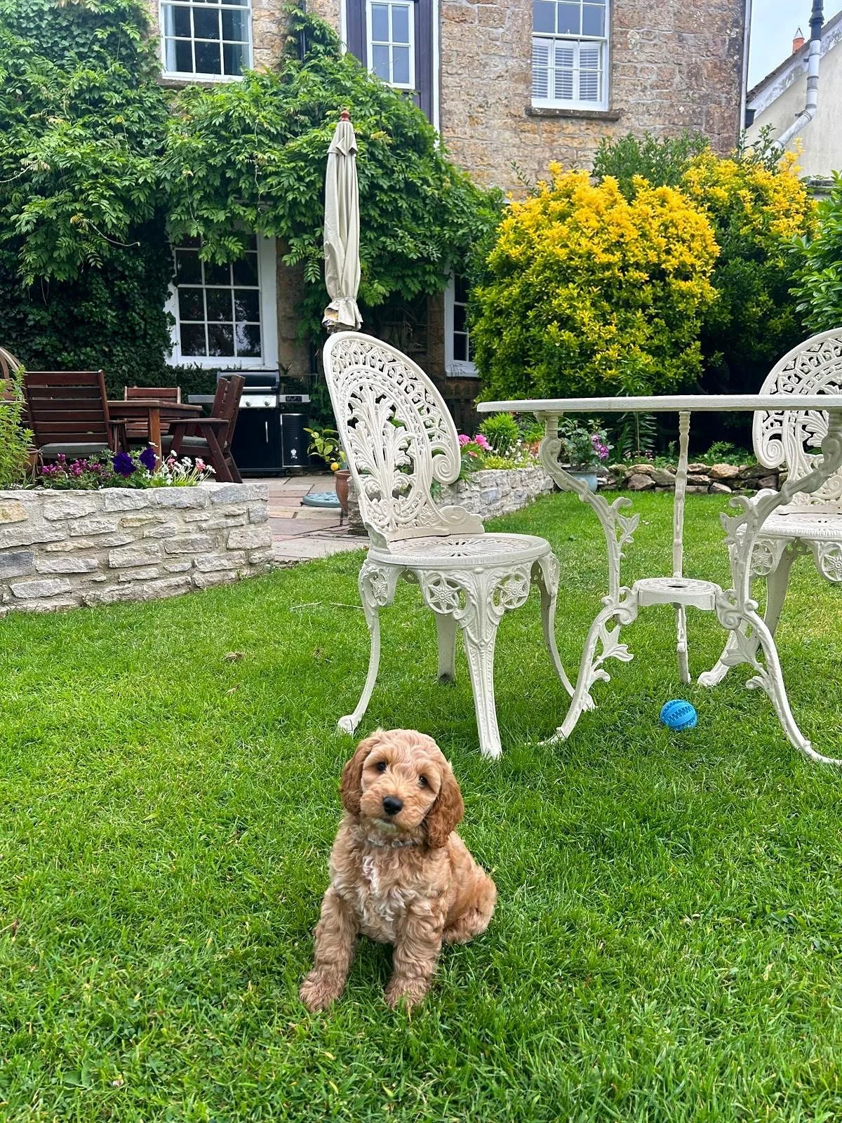Exciting news!! ✨✨

We have a new employee here at The Old George !! Introducing our new Guest Relations Manager - Charlie Farley 🐾

Job description includes:
- Cuddle supplier 🤗
- Slipper thief 🥿
- Meet &amp; greet specialist 👋🏻
- Chief morale 