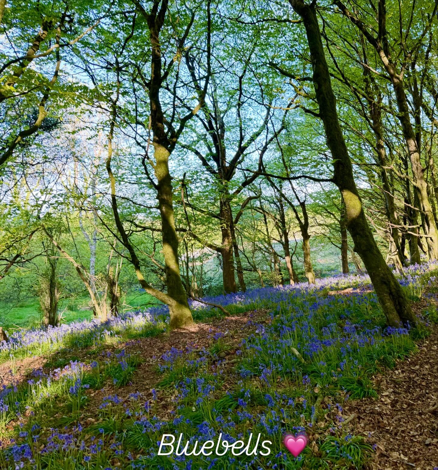 The bluebells at their best right now on Lewesdon Hill &hearts;️