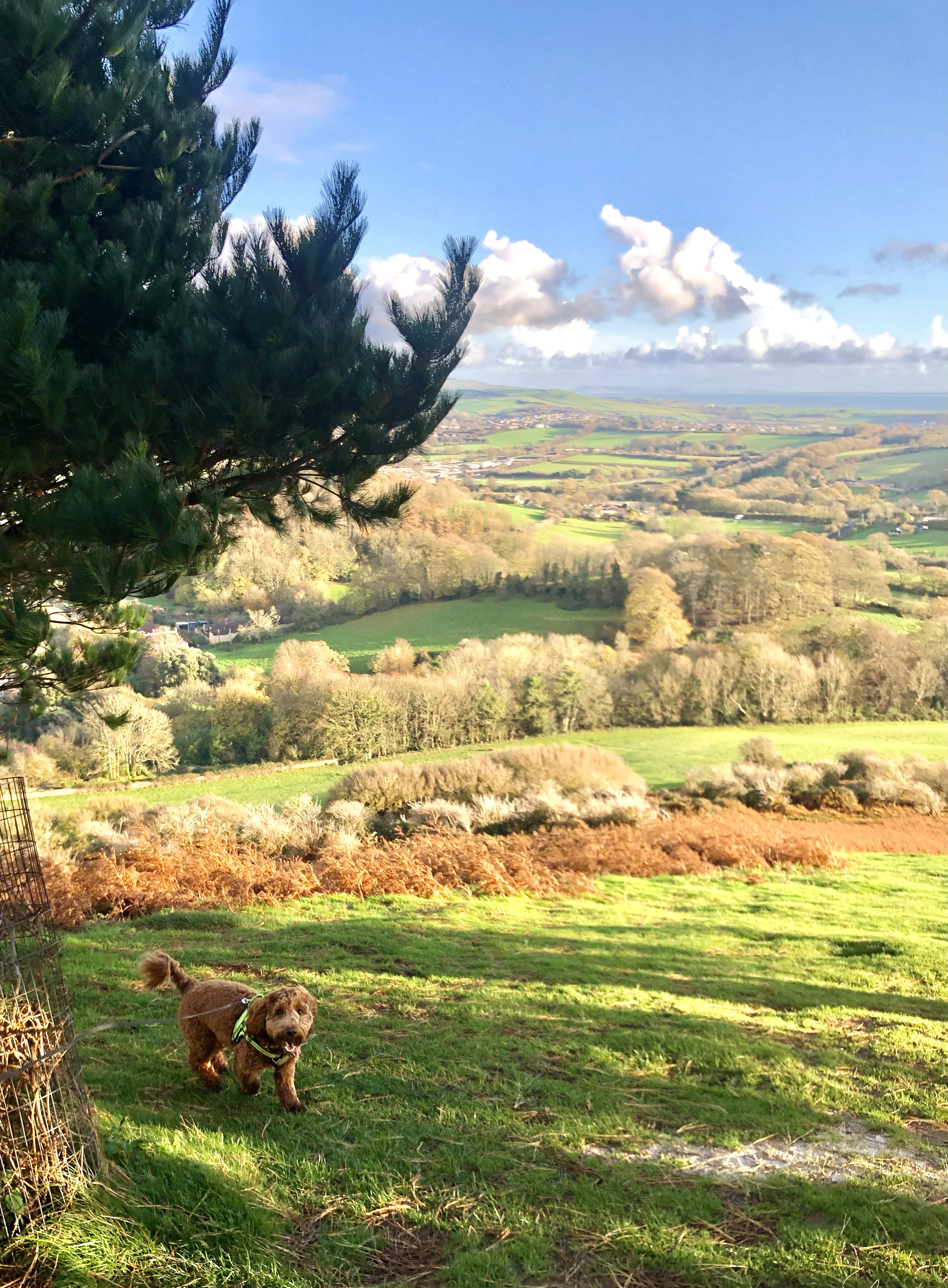 view from comers hill looking towards Bridport