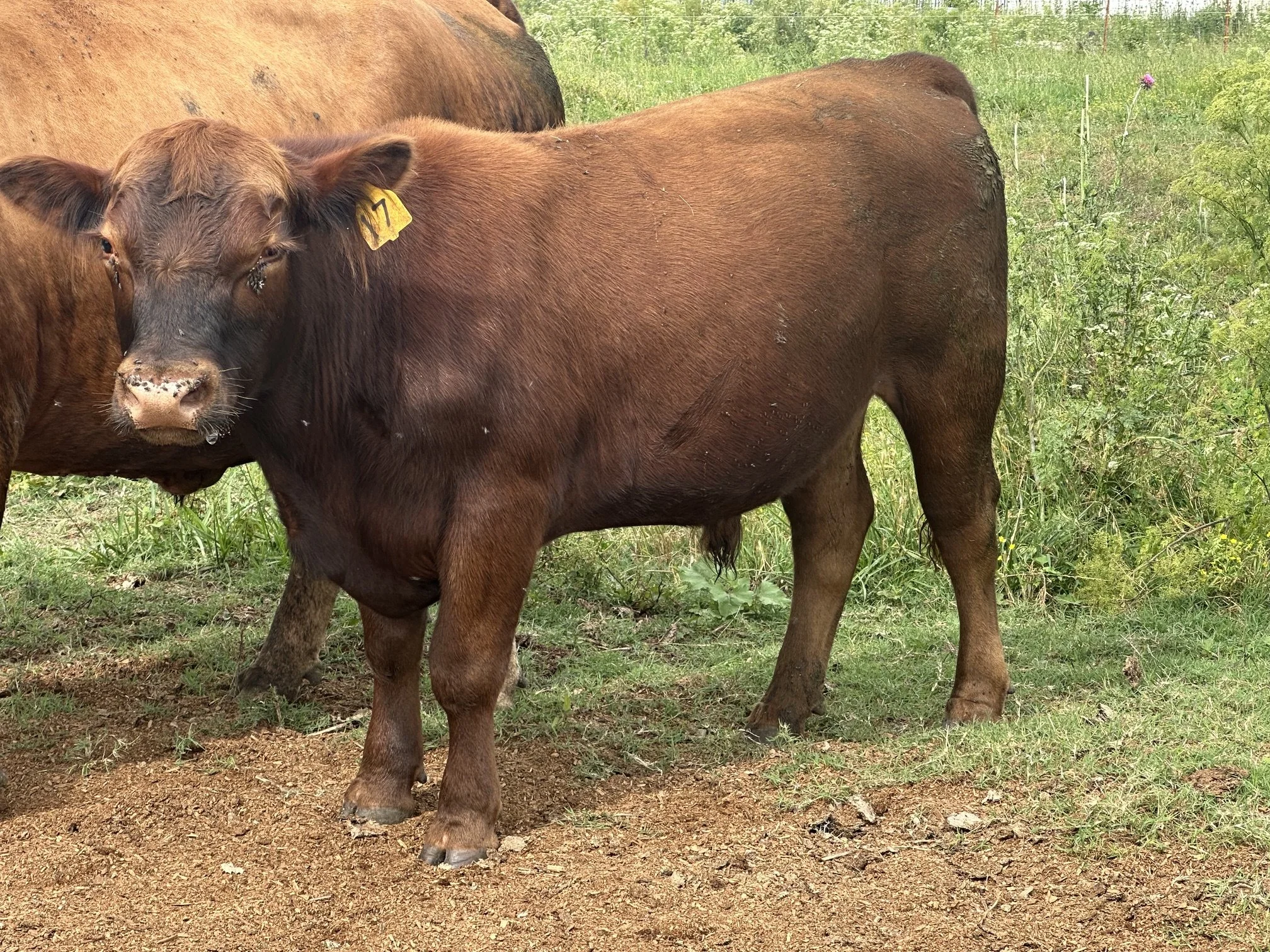 HSC steer 17.jpg