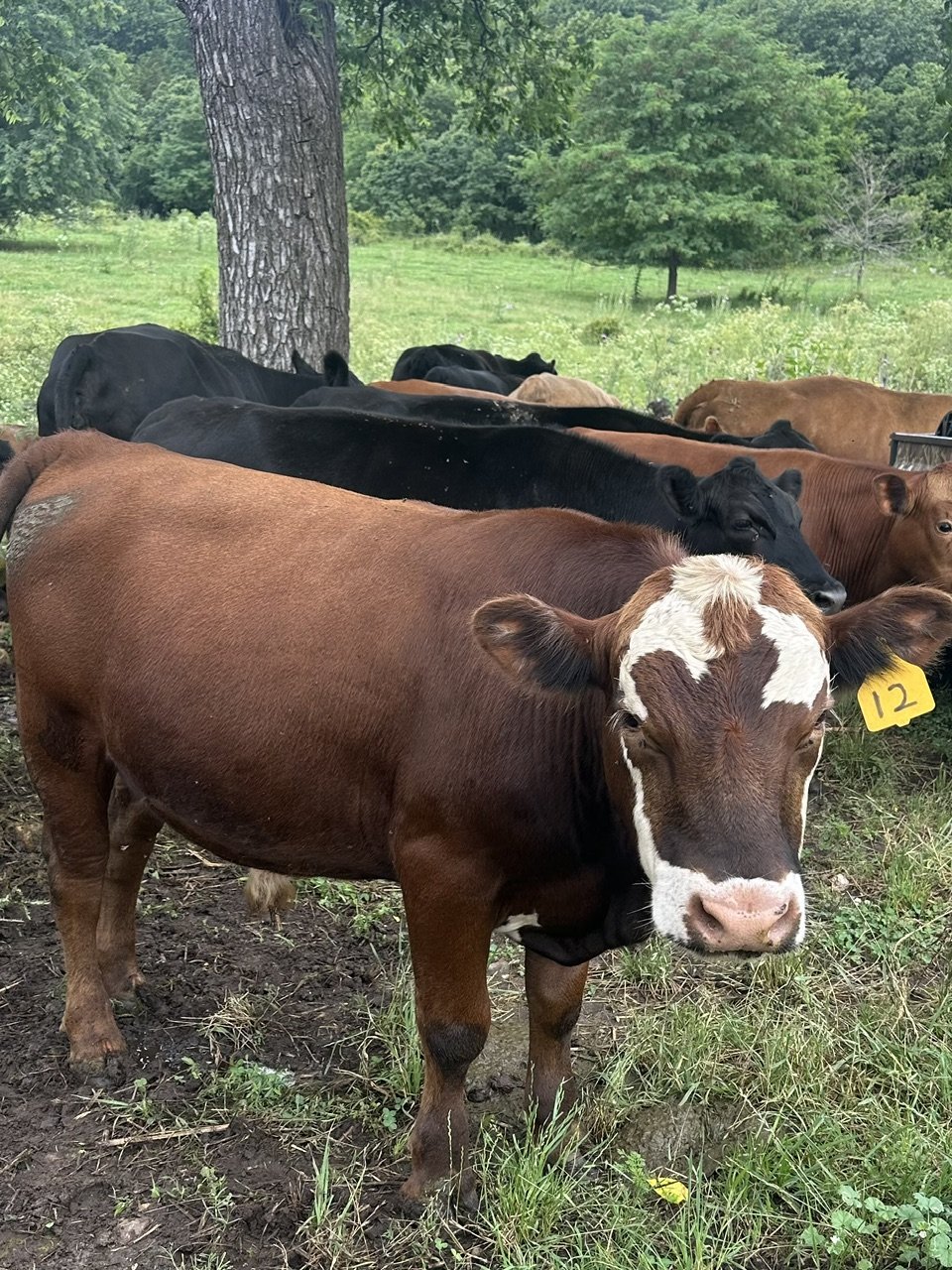 HSC Steer 12.jpg