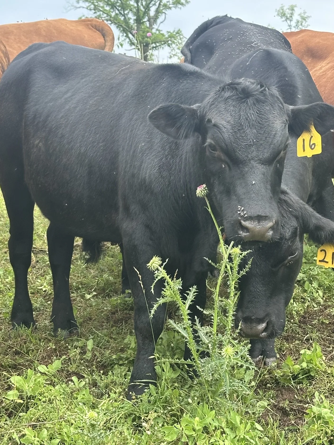 HSC Steer 16.jpg