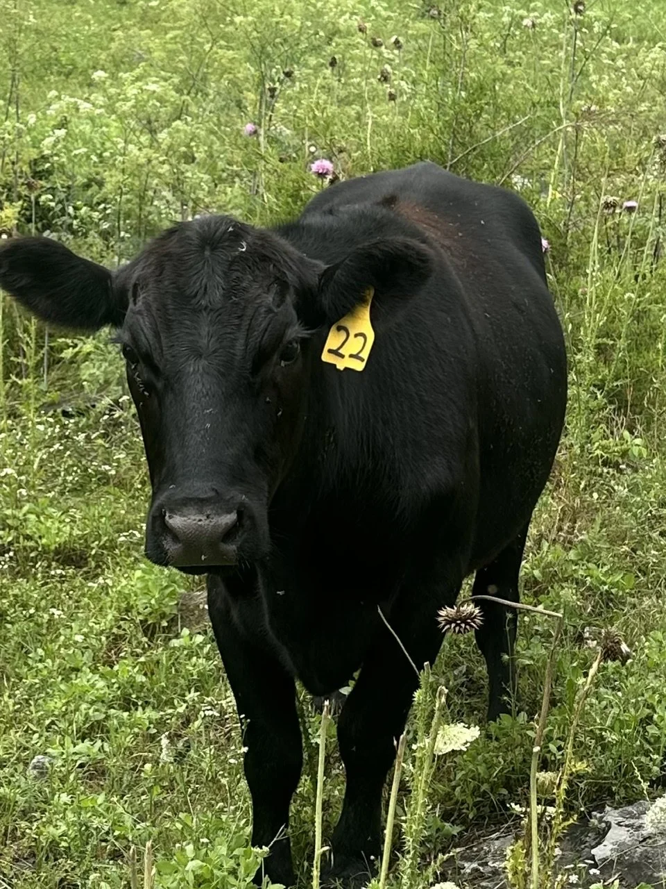 HSC Steer 22.jpg