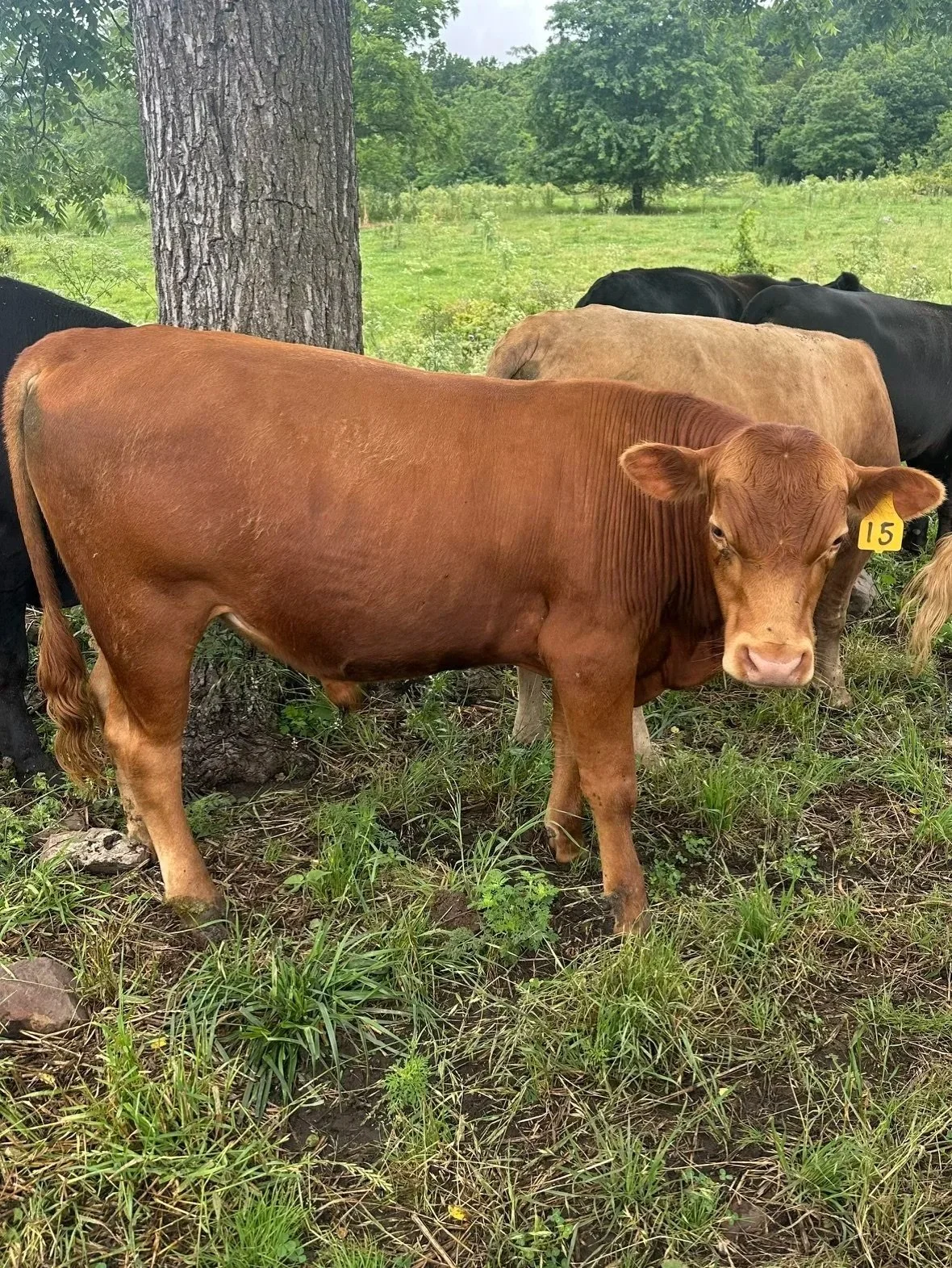 Herd Share Concept (HSC)