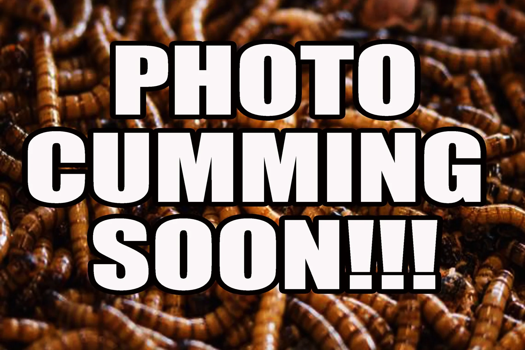 REGURGITATION  "TALES OF NECROPHILIA" HOODIE