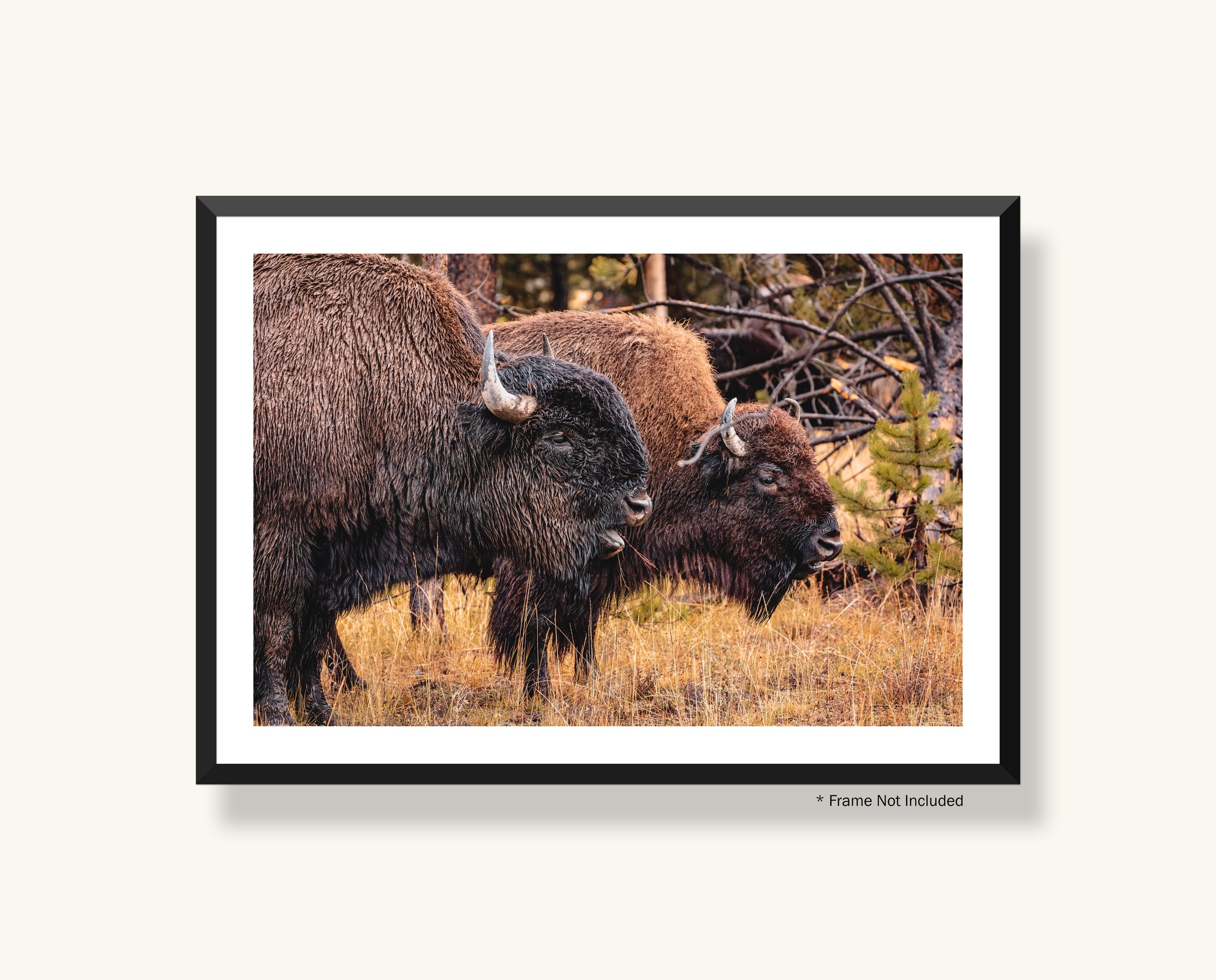 Yellowstone-3_FrameWeb.jpg