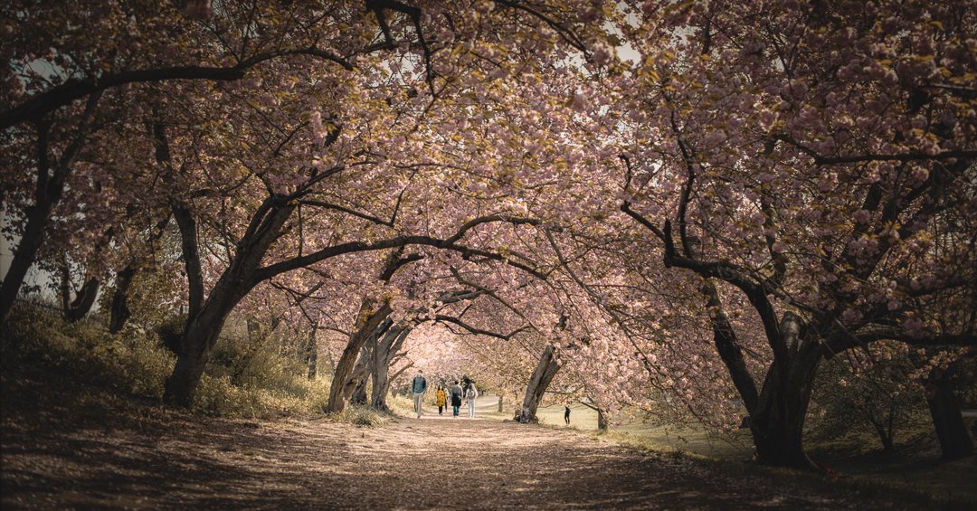 People taking a stroll under the blossoming trees in spring