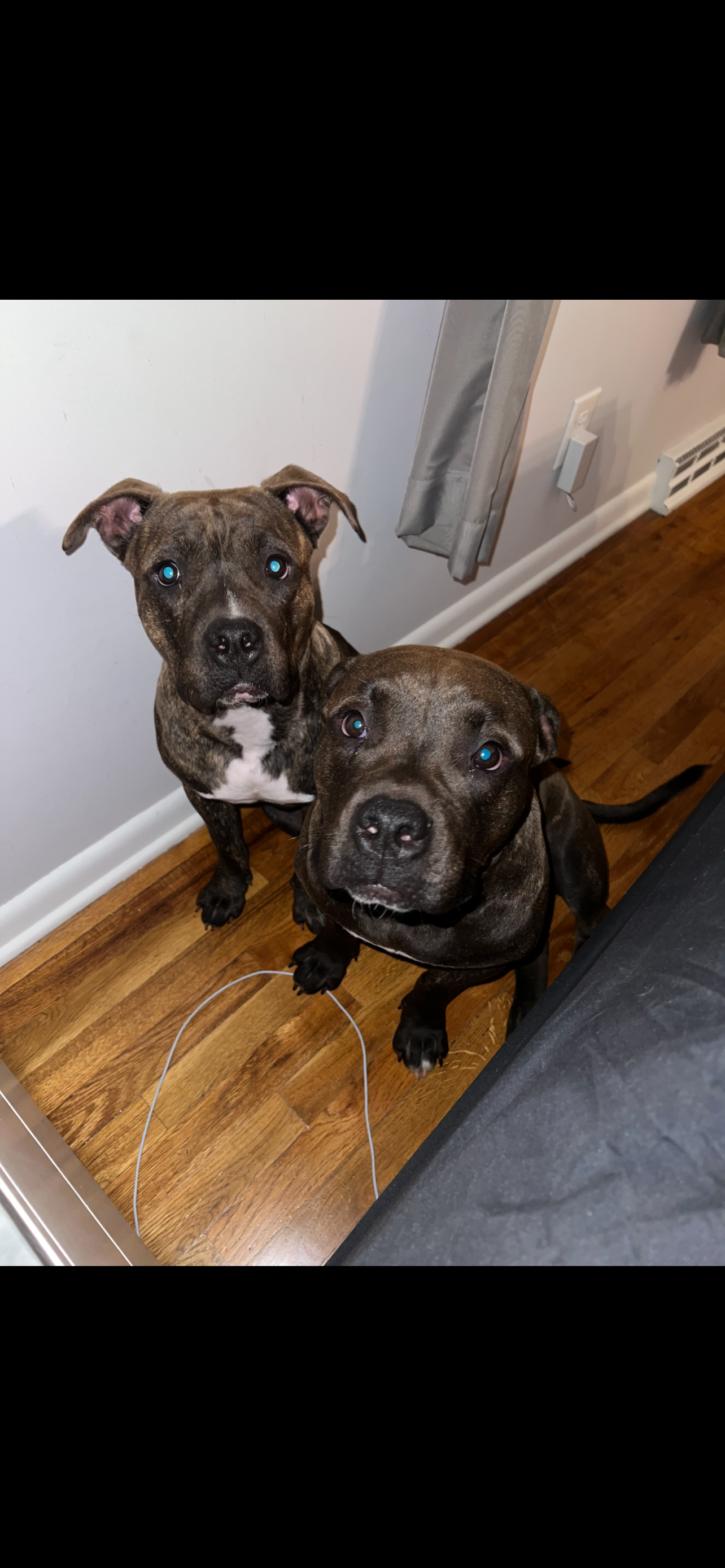 Emotional Support Animals