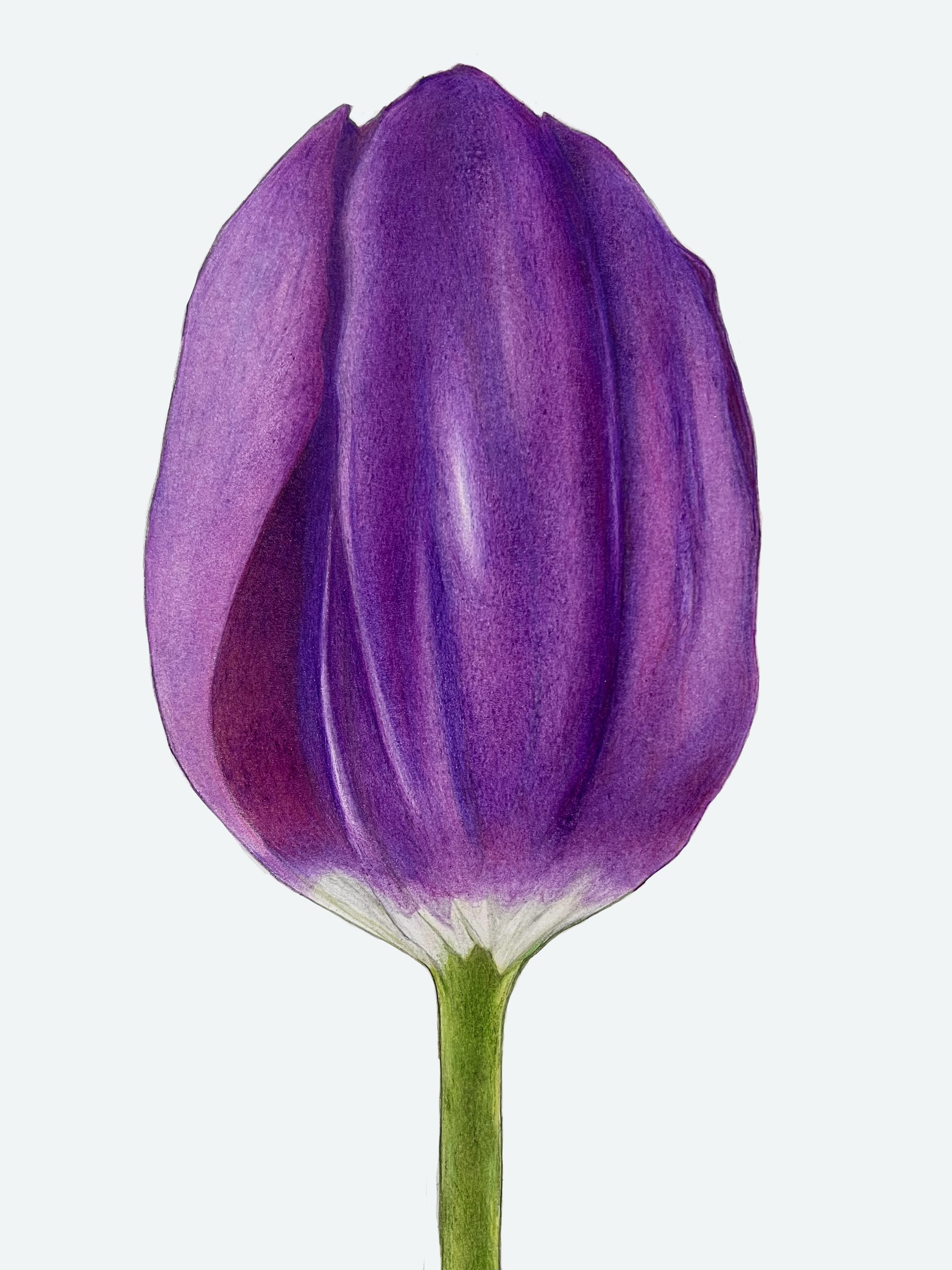 Purple Tulip