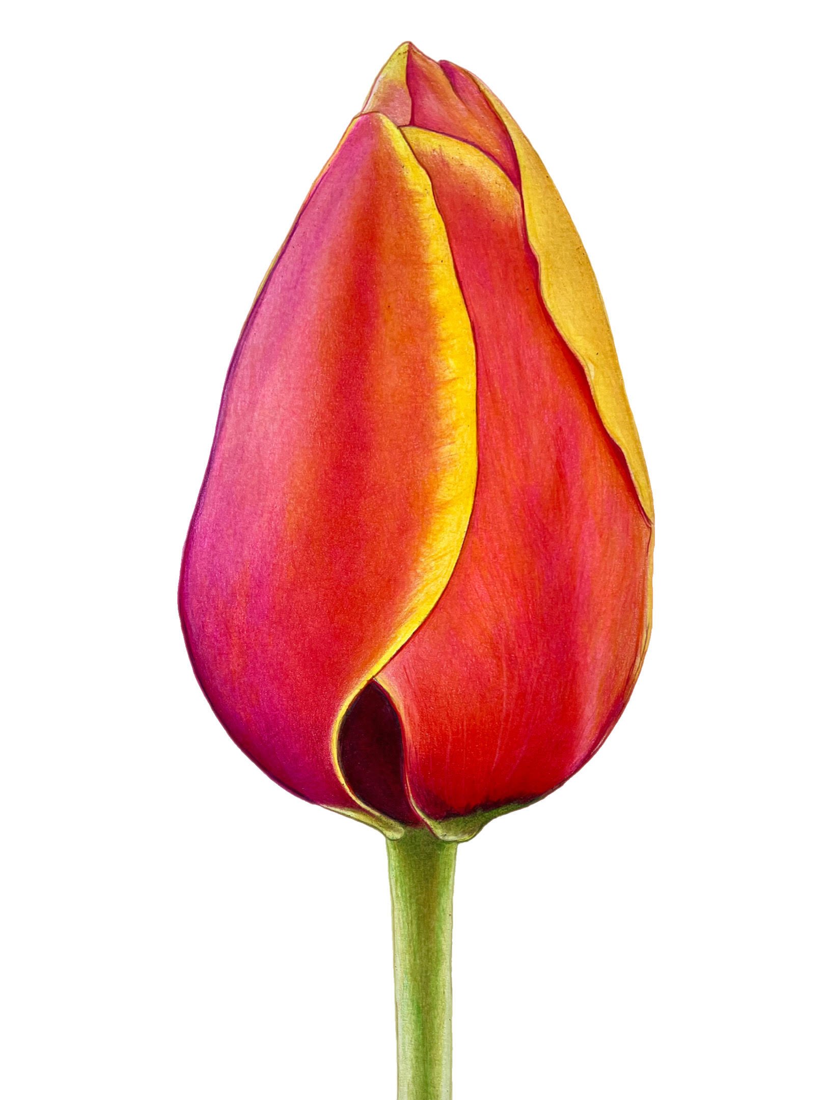 Two-Toned Tulip