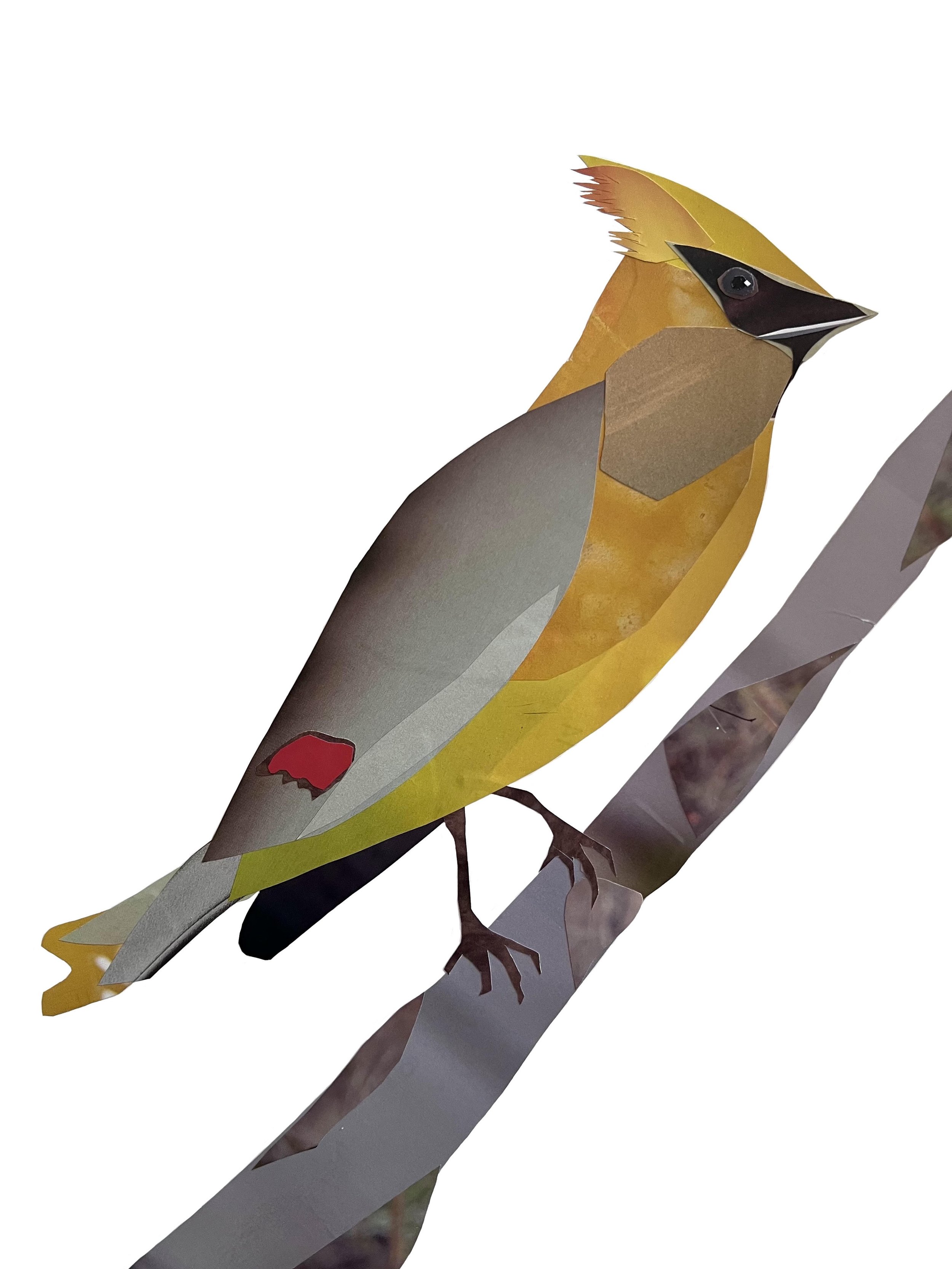 Cedar Waxwing