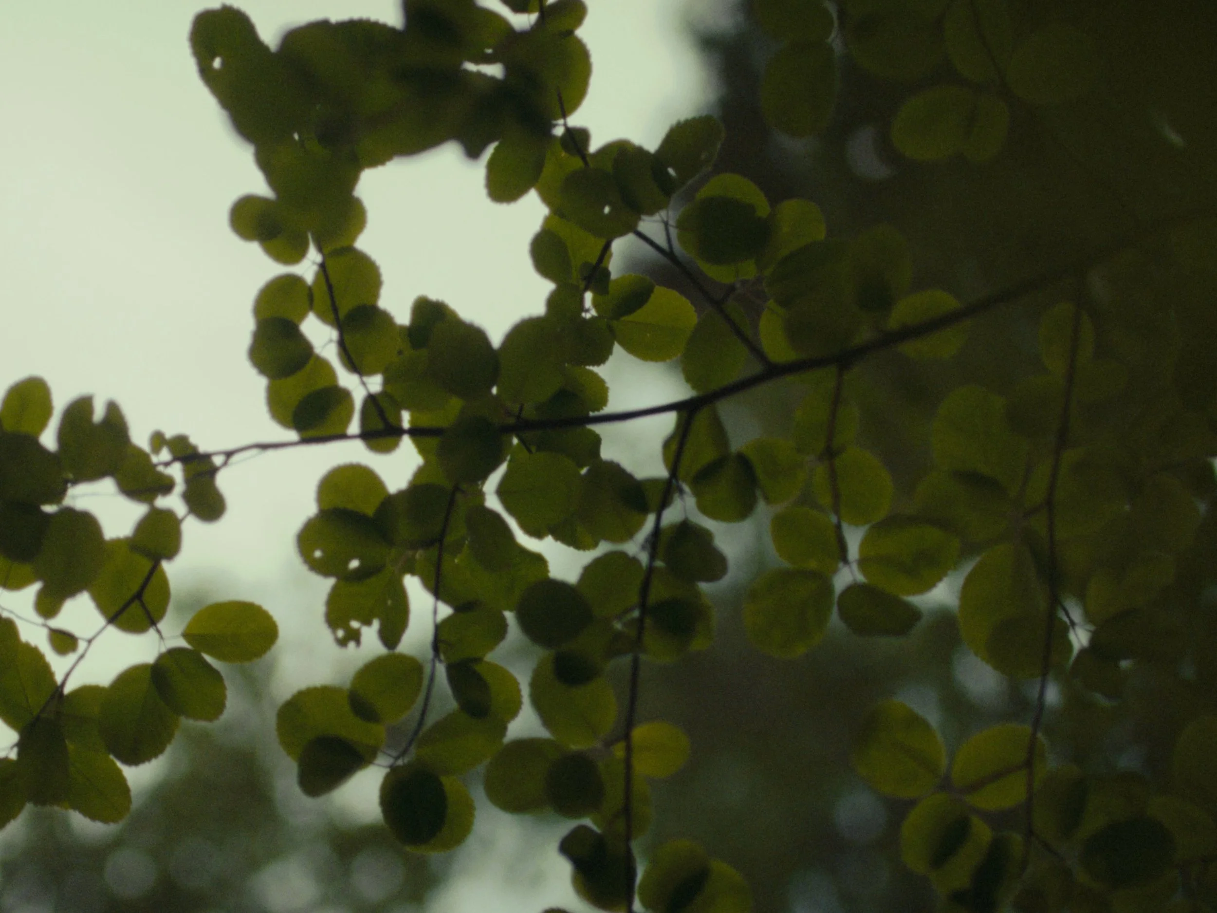 Still 2025-11-12 200006_1.1.2.jpg