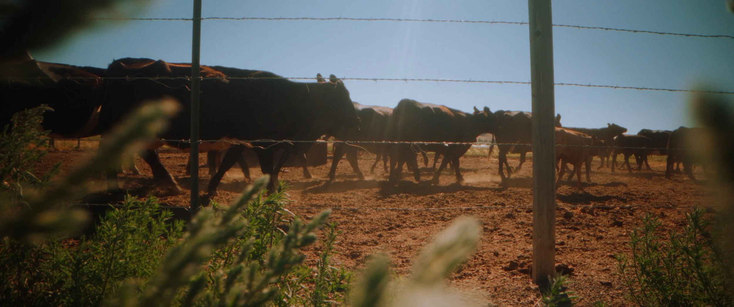 Still 2025-11-04 214923_1.1.11.jpg