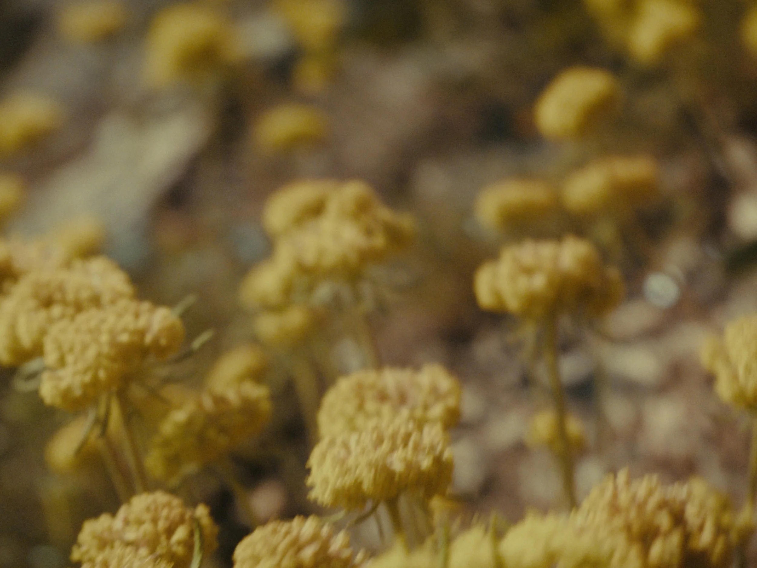 Still 2025-11-12 200006_1.1.4.jpg