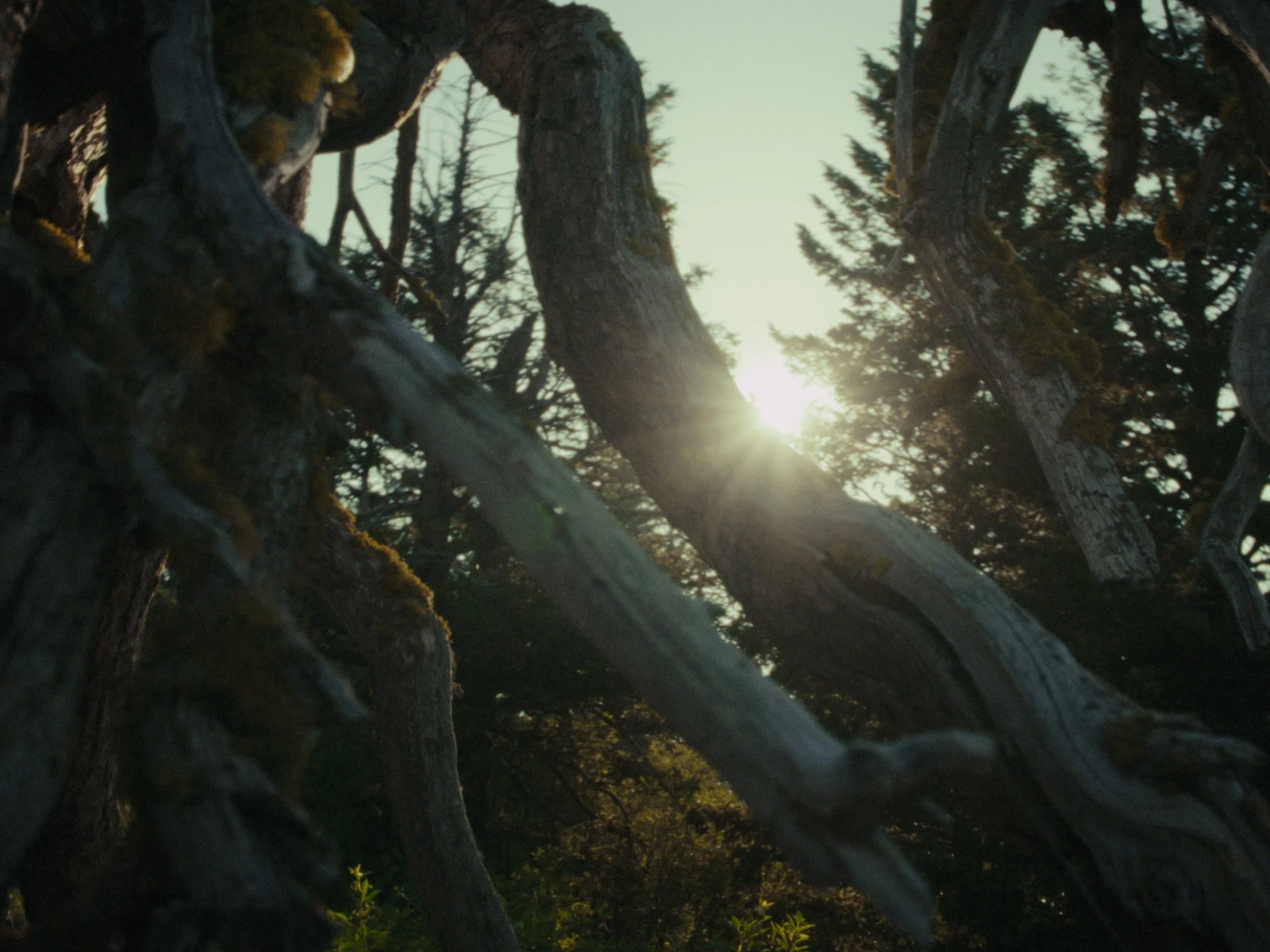 Still 2025-11-12 200006_1.1.3.jpg