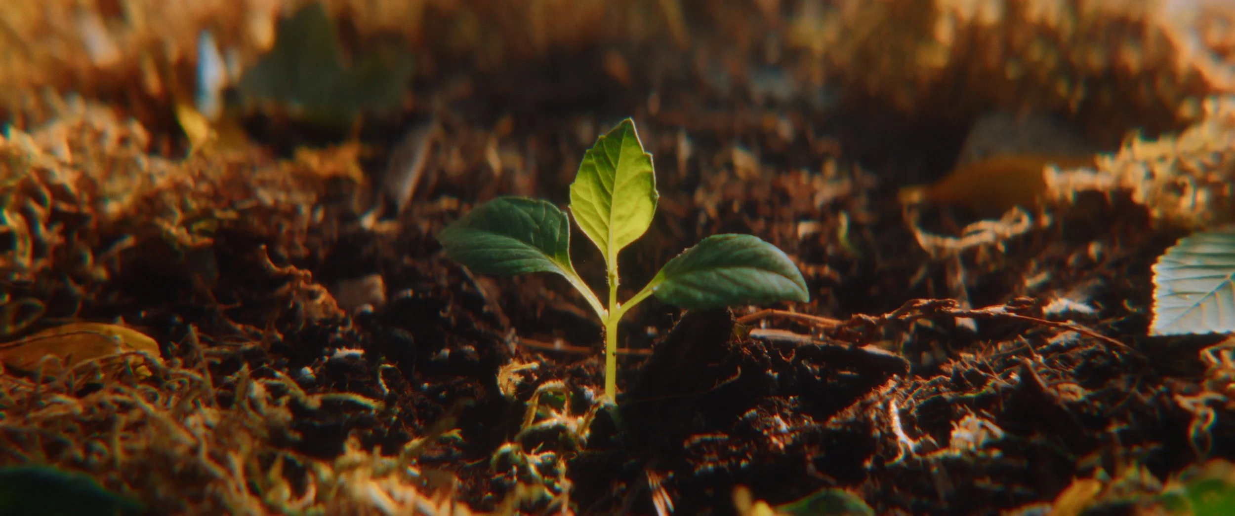 Still 2025-11-04 214923_1.1.58.jpg