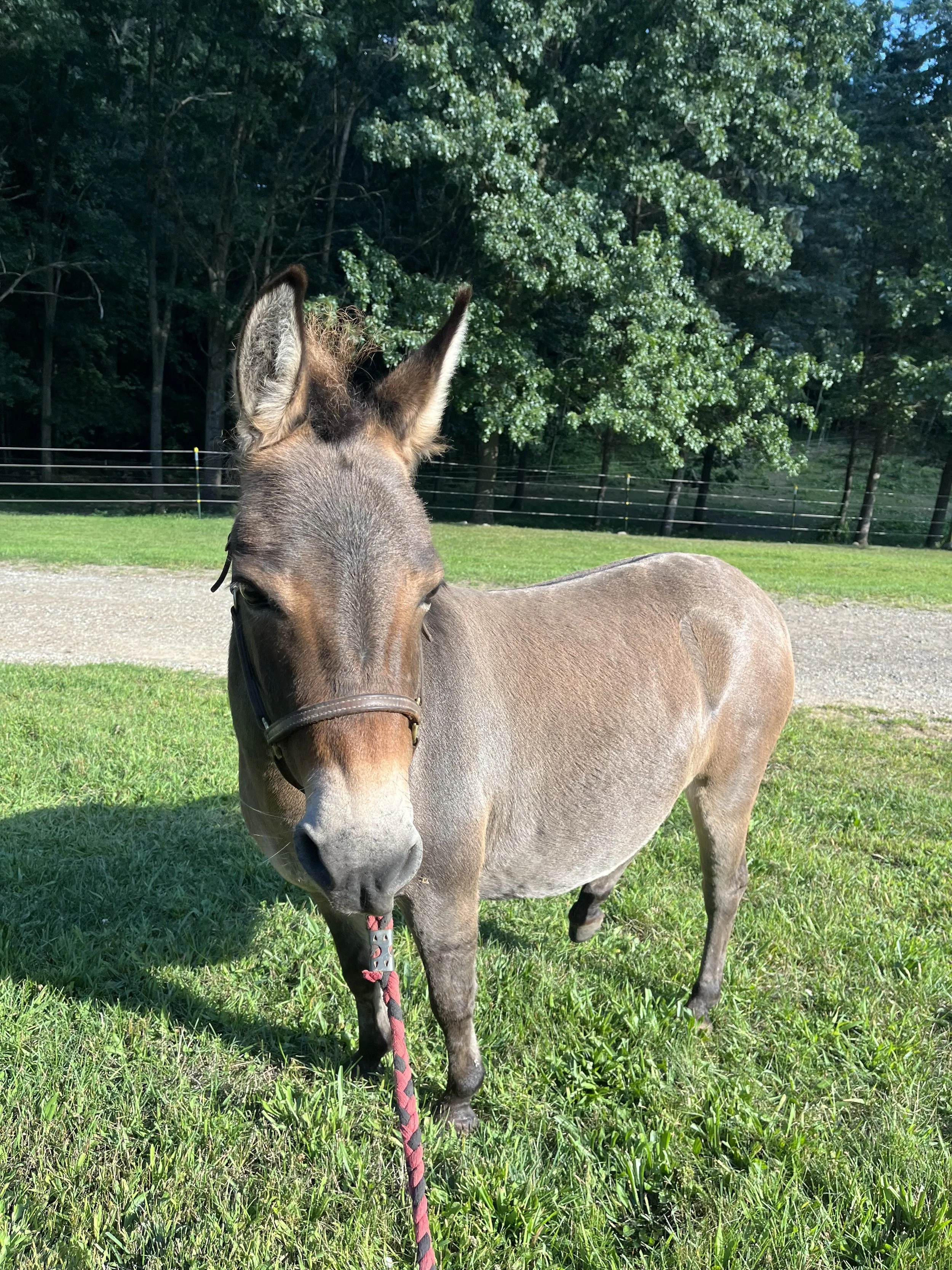 Mo (mini mule)