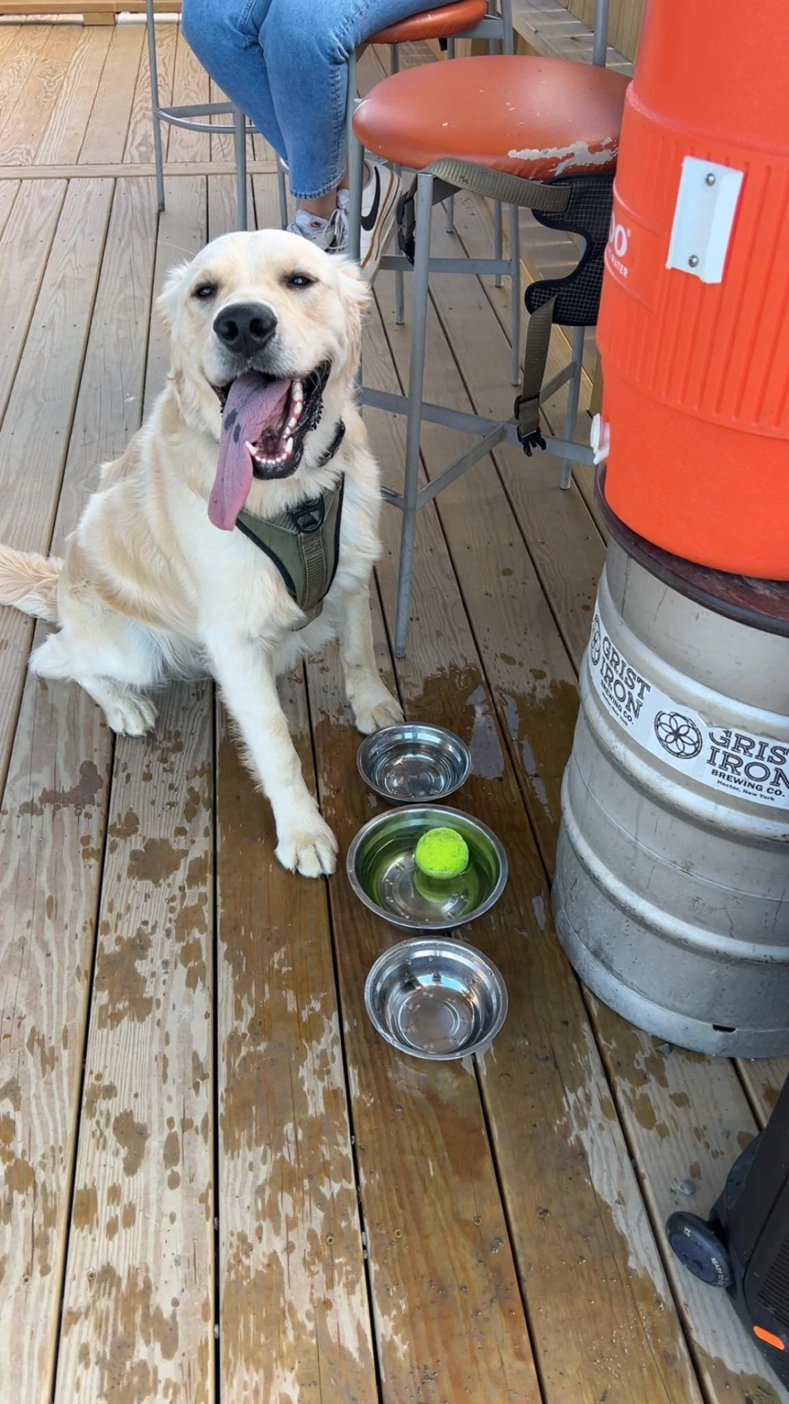 A happy Golden Retriever dog with its tongue out sitting on a wet wooden deck next to three water bowls, one with a tennis ball inside, near outdoor bar stools and a large orange container.