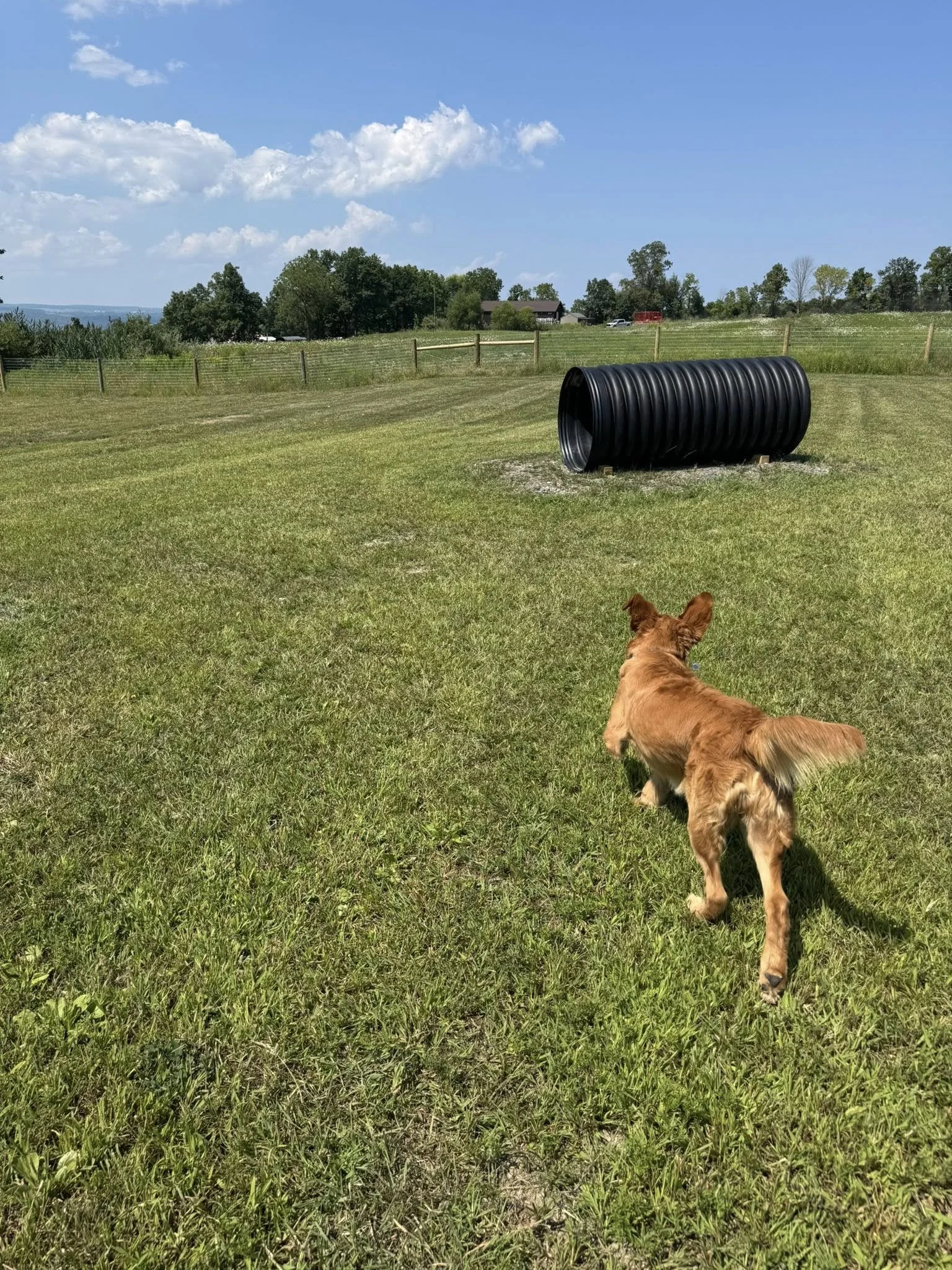 A small brown dog running on green grass towards a black plastic drainage pipe in an open field, with a wooden fence, trees, houses, and a blue sky with white clouds in the background.