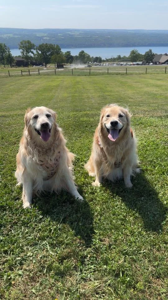 Two golden retrievers sitting on a grassy field with a lake and hills in the background on a sunny day.