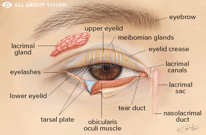eyelid-anatomy-678x446.gif