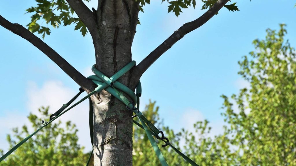 Tree Flanges Customer Reviews — Johnny Apple Forestry & Tree Care