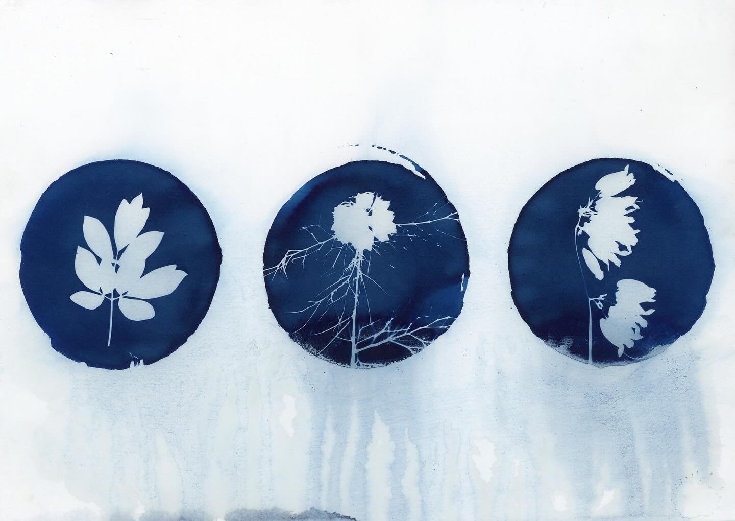 Flores 🔵🌿
#cyanotype