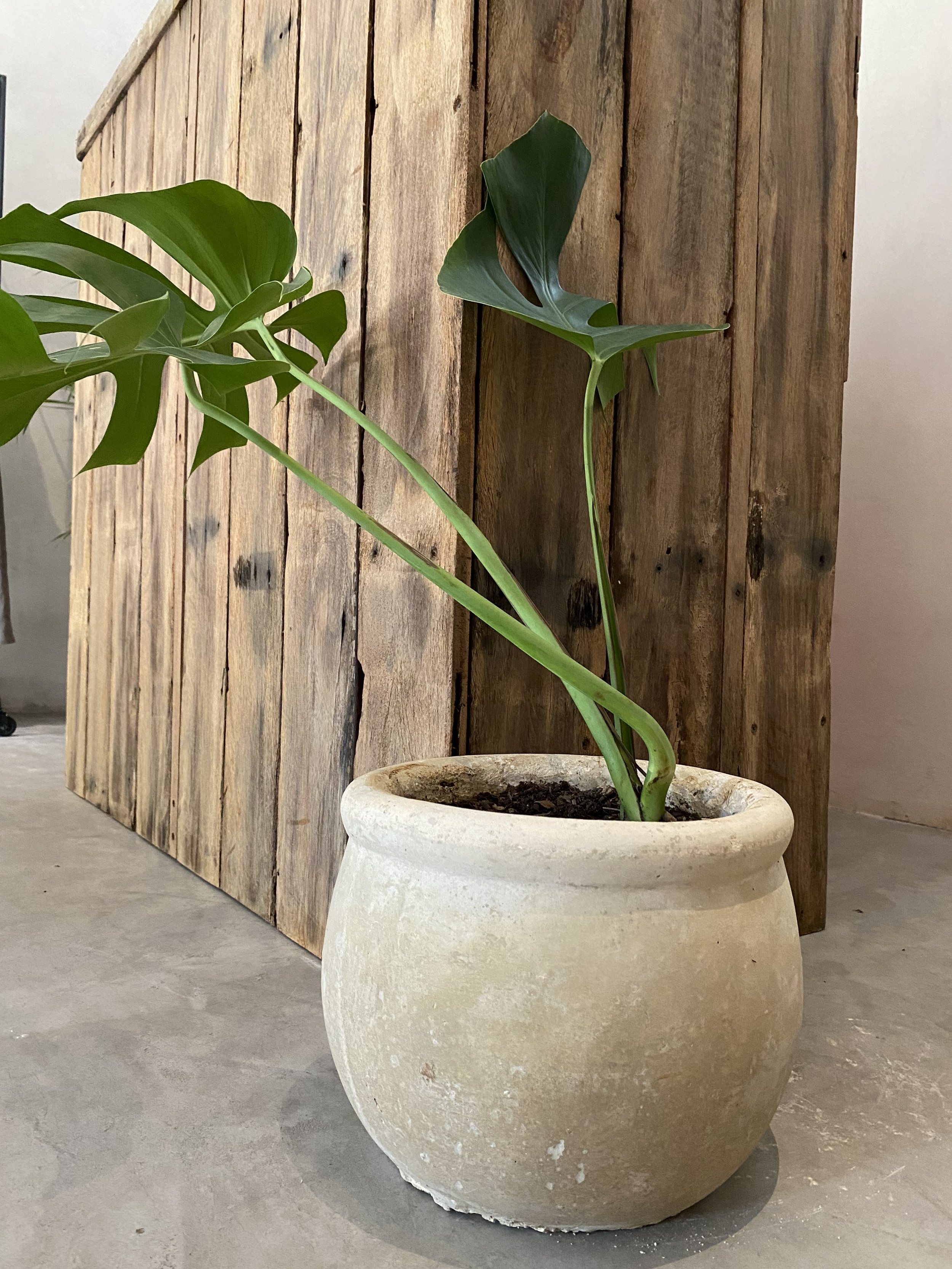 CLASSIC POT