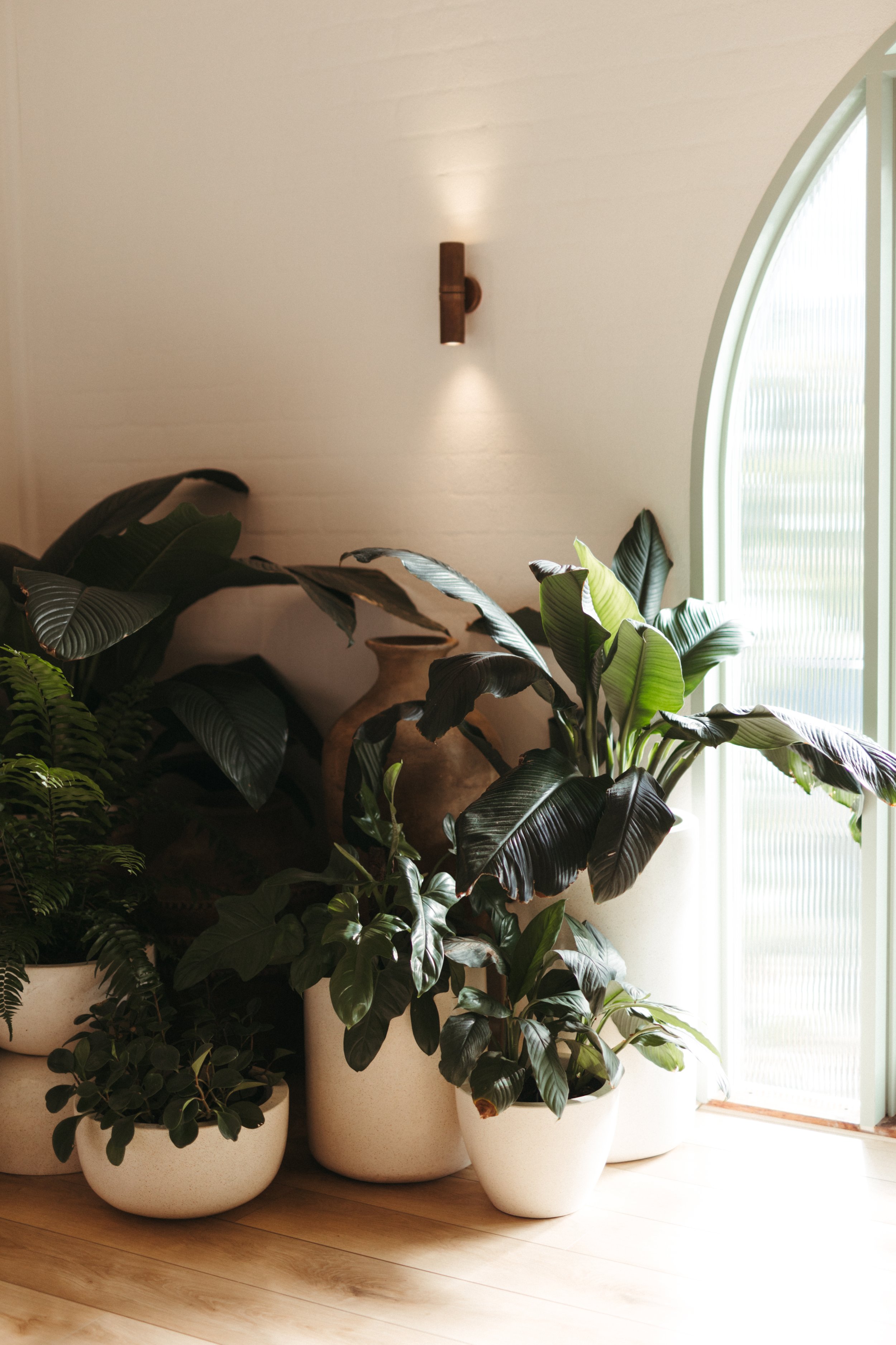 Arrangement of potted houseplants with large green leaves in white planters near a window and a wall-mounted light fixture.