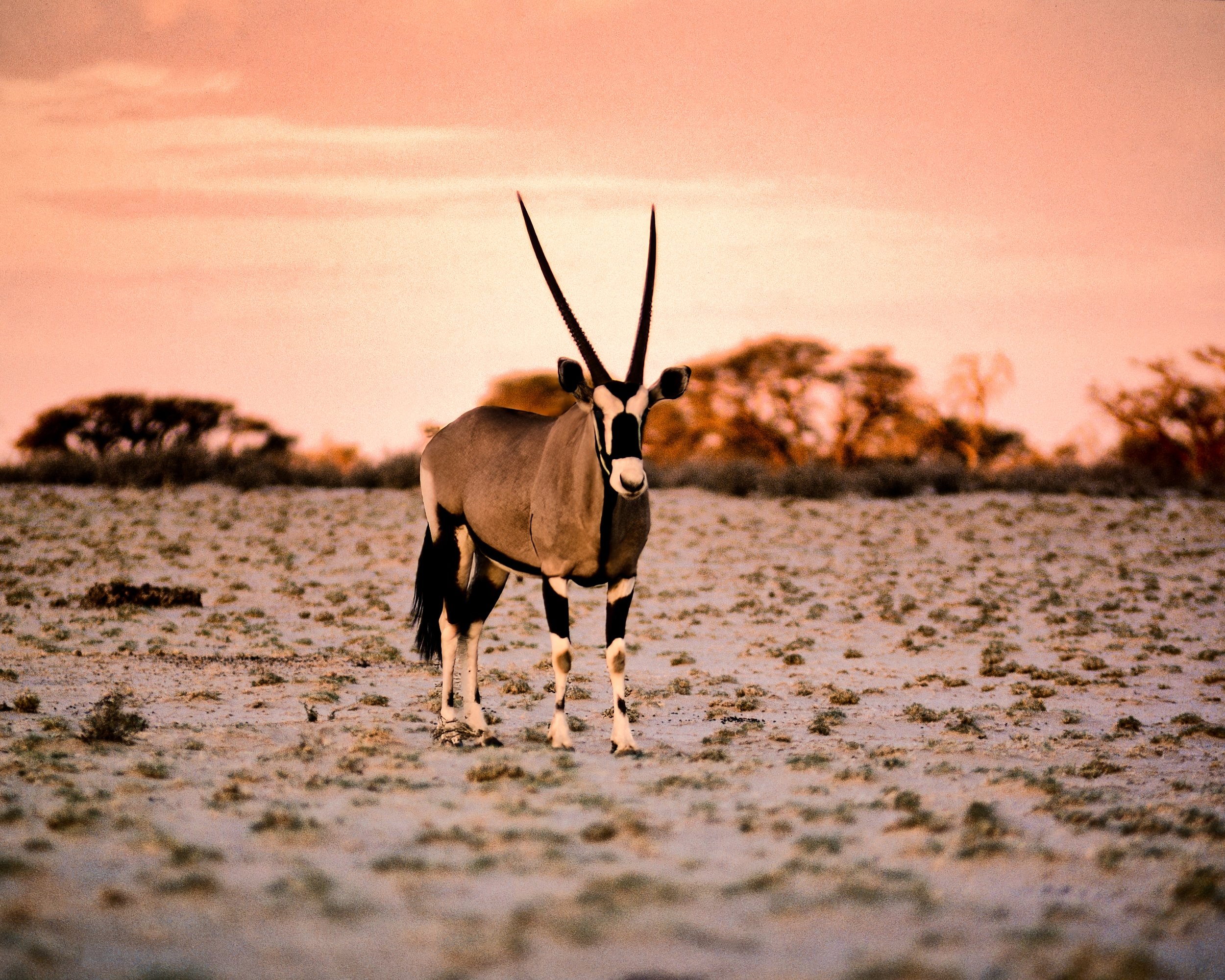 * Tray 1a_0234-raf_DxO_DeepPRIMEXD_Selected Images-topaz-sharpen-2.jpeg