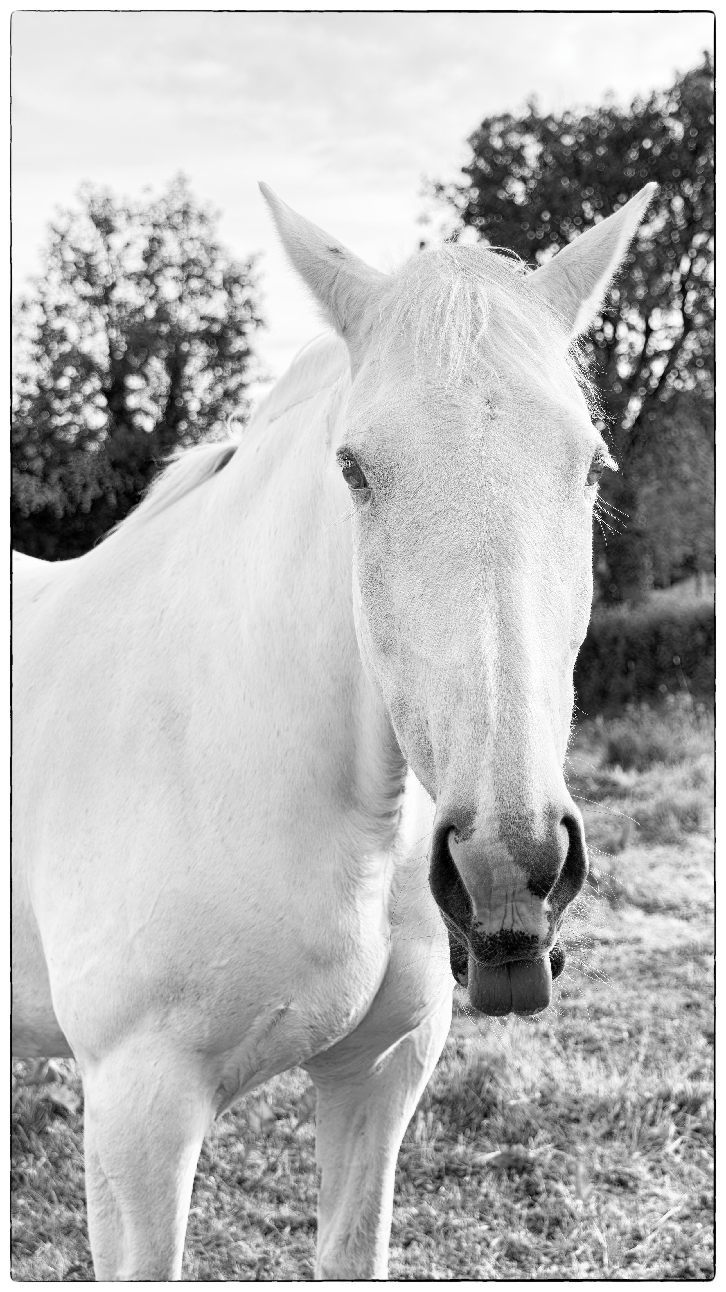 White Horse Sticking OUT TONGUE.JPEG