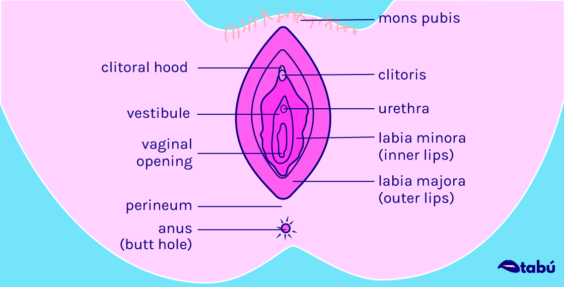 vulva.png
