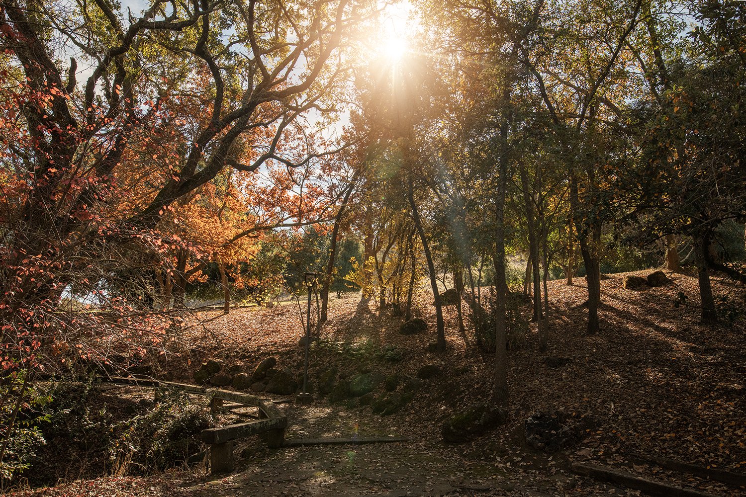 fall landscape of trees and sun-flare