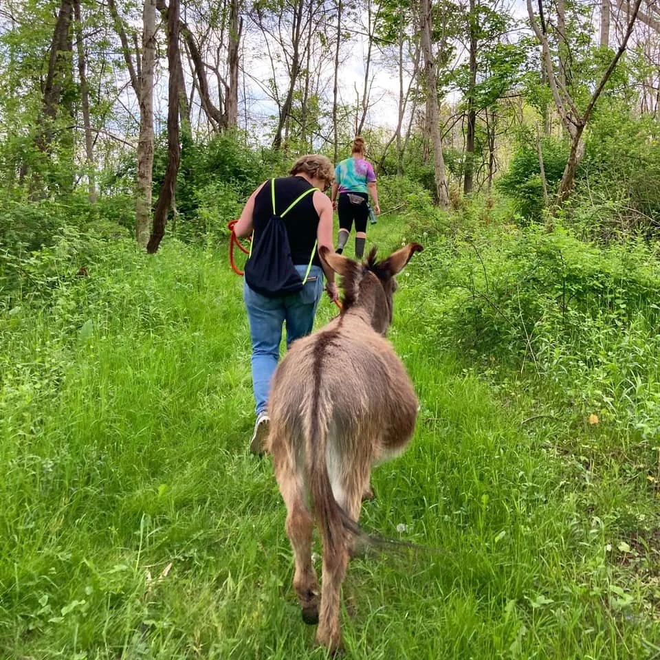 Donkey Yoga