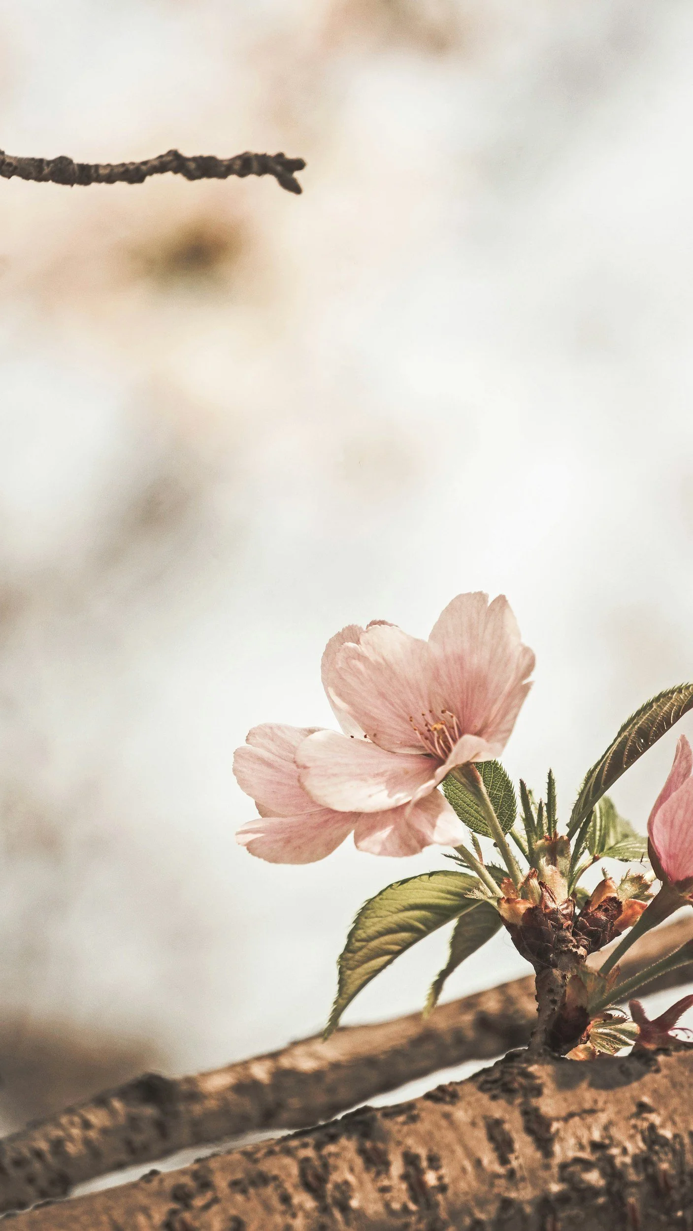 Cherry blossom flowers symbolizing growth and renewal in telehealth therapy services for adults in Colorado and Iowa.