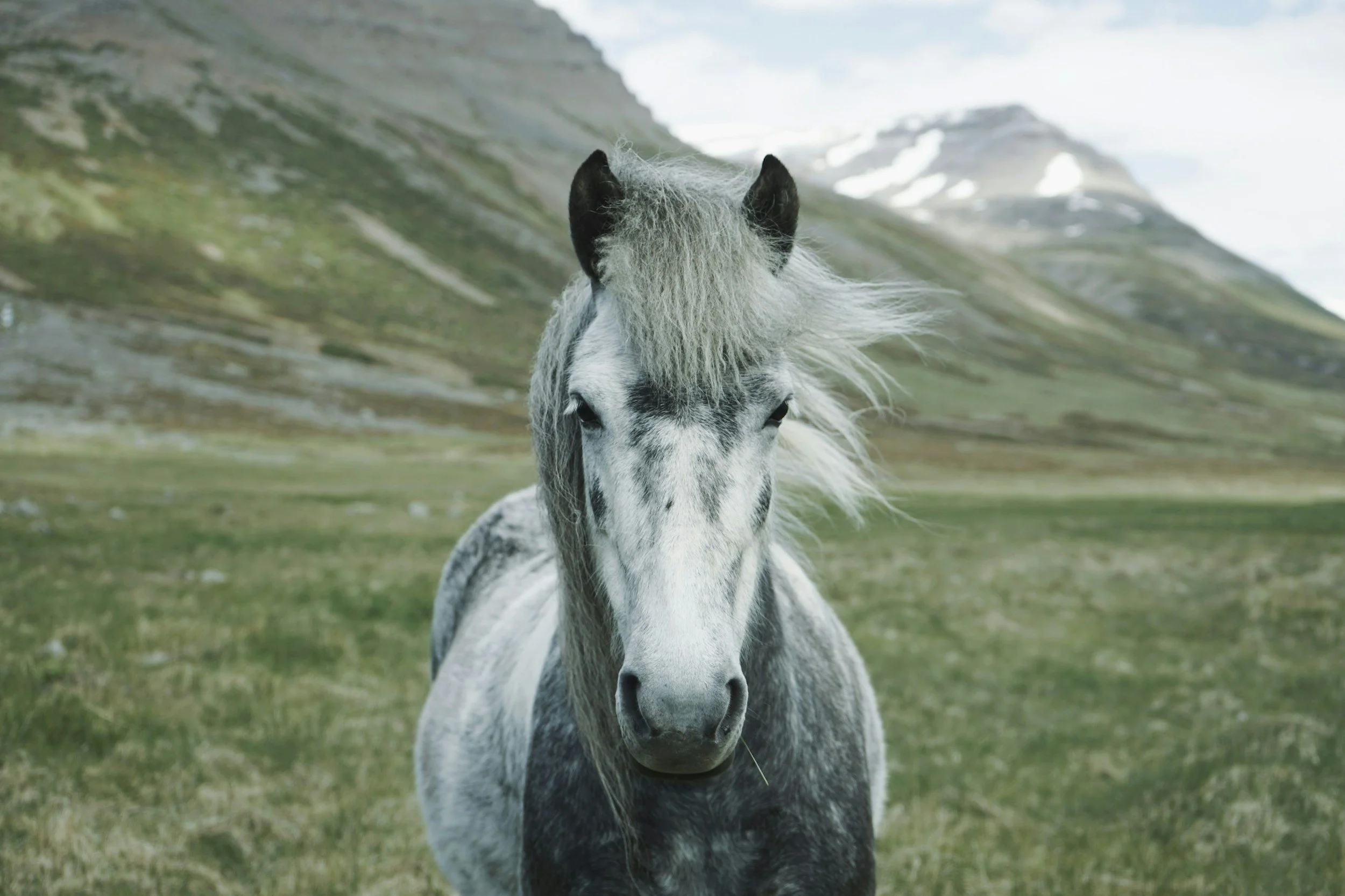 Horses Know the Truth