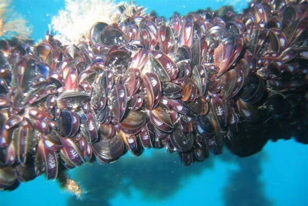 Why fresh mussels are best