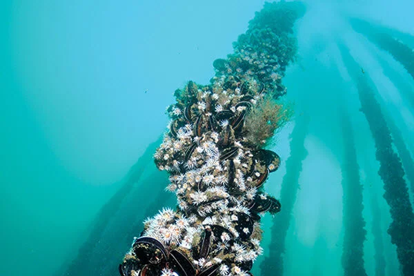 Why farmed mussels are the greenest, most sustainable food