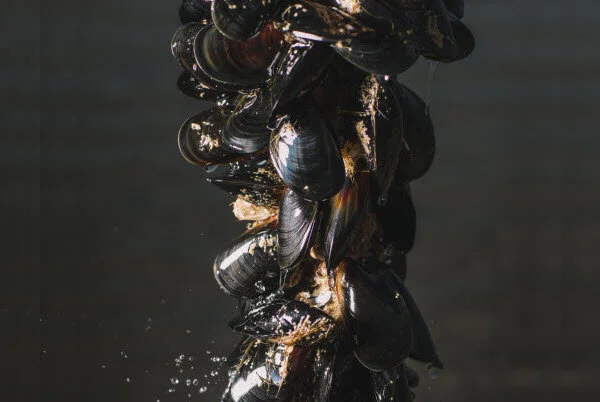 Sustainable mussels - the healthier meat alternative