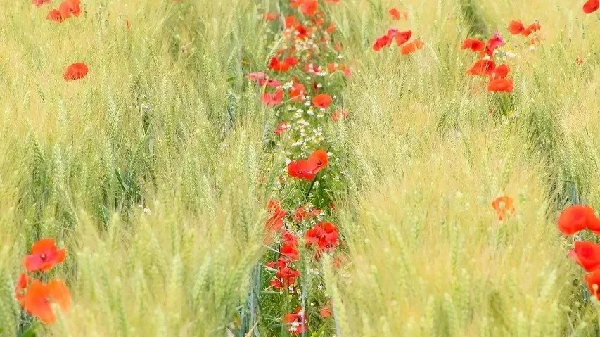 Hoe landbouw en natuur elkaar kunnen versterken?